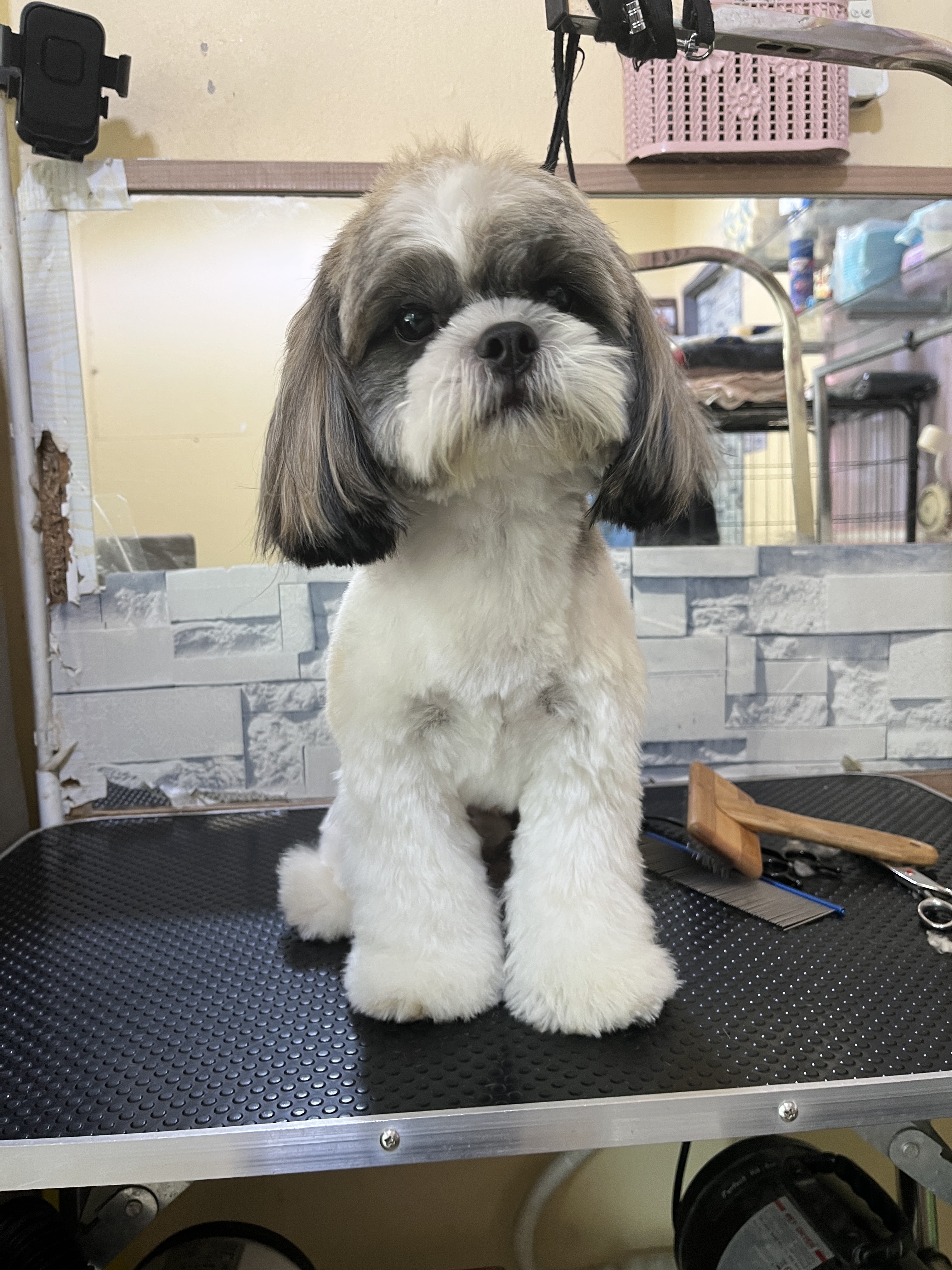 House groomers HuaHin