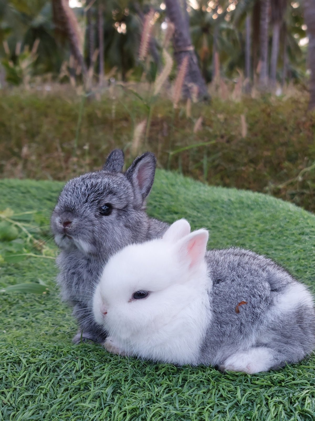 Pet Shop
