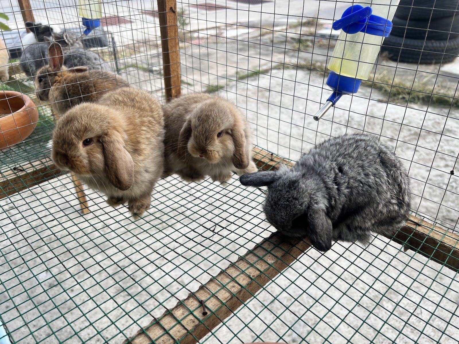 Pet Shop
