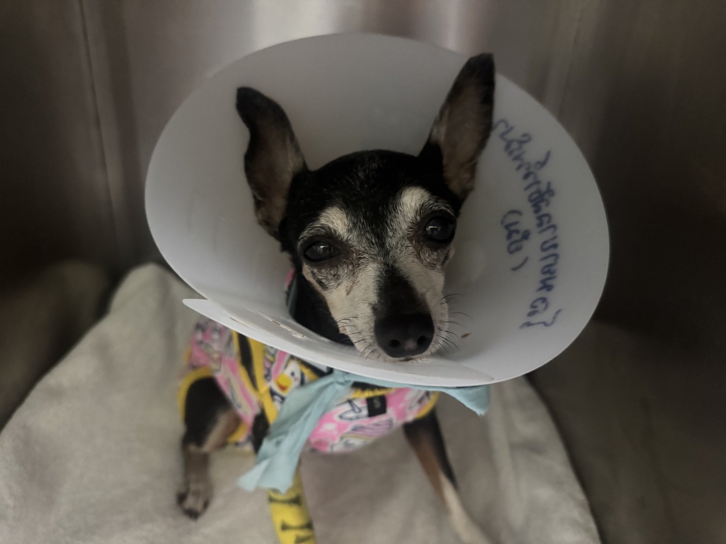 Prima pet hospital