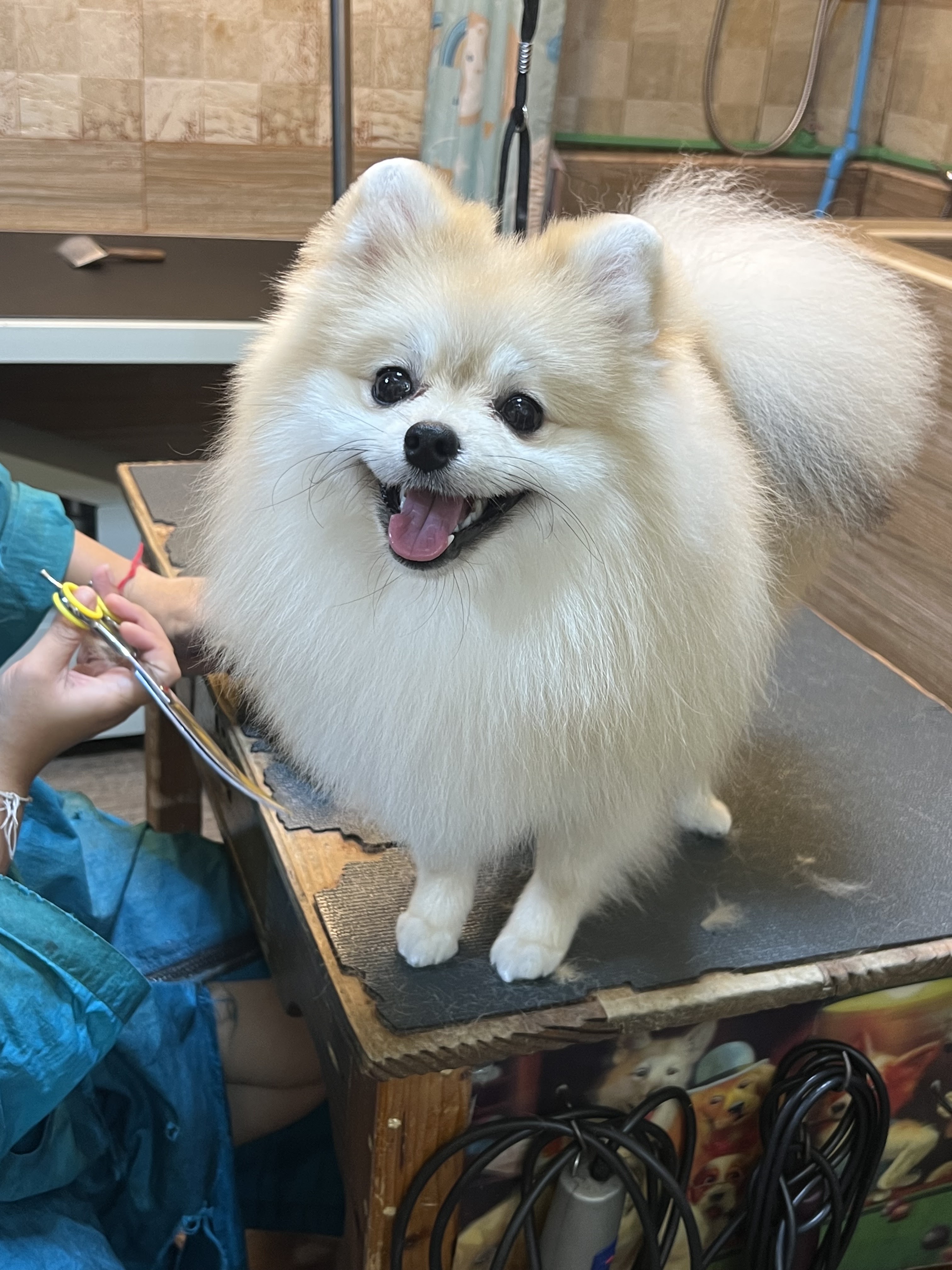 The Dog grooming & spa hotel