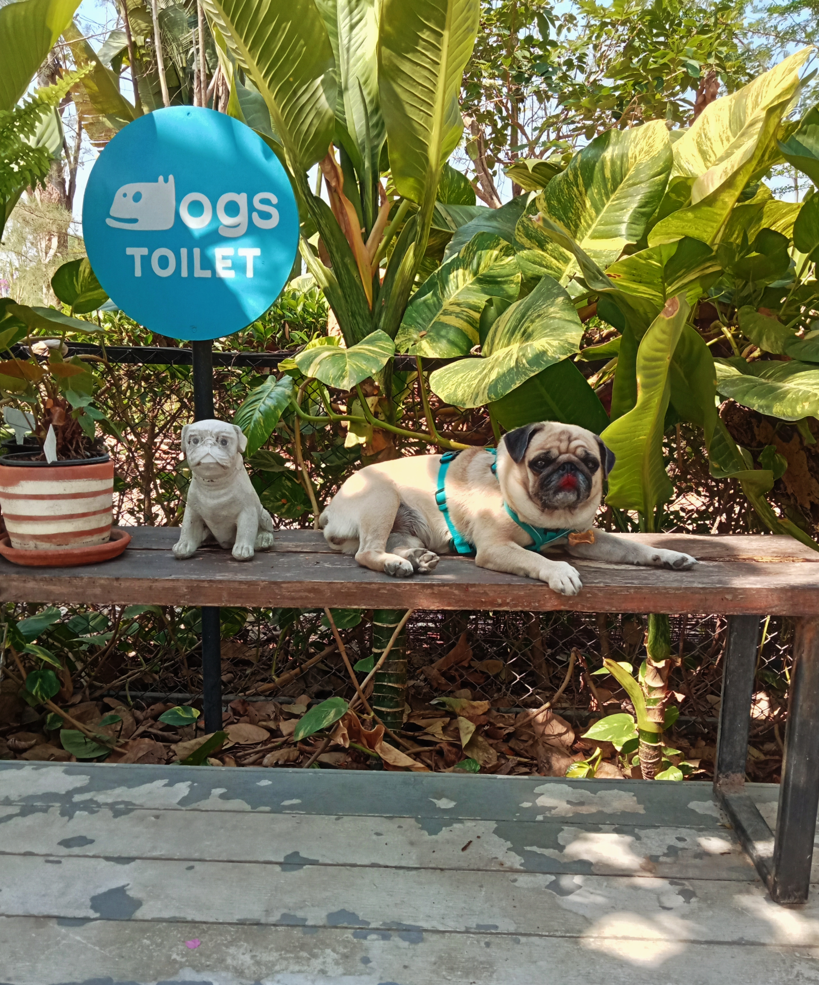 TuaHouse Pets HomeStay