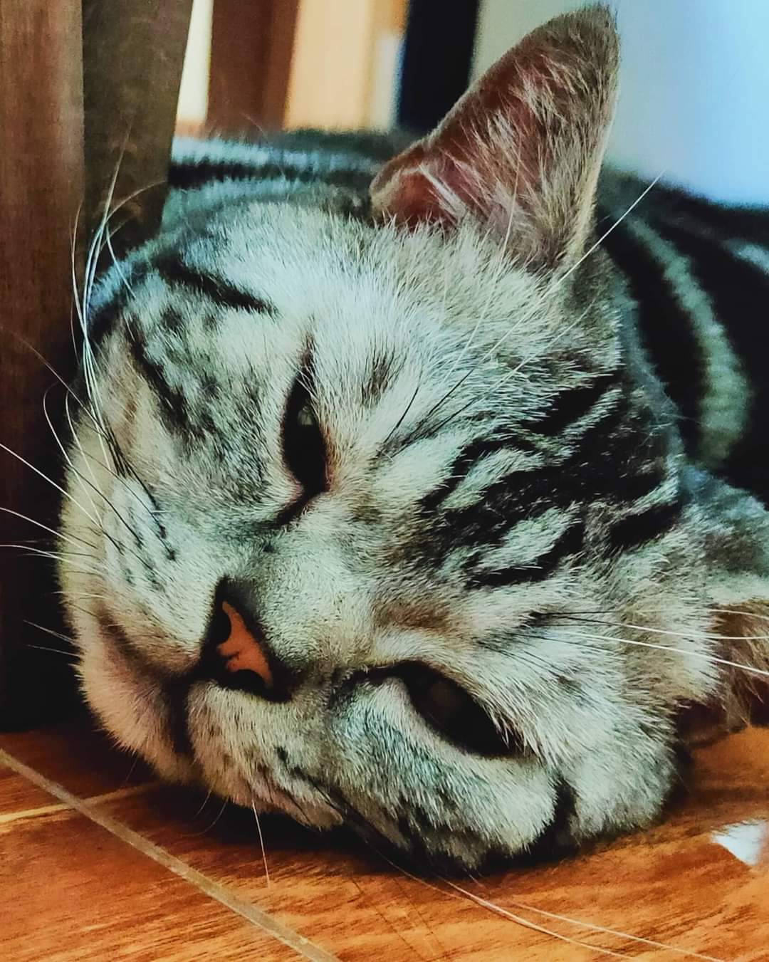 Noen Phra Animal Treatment Clinic