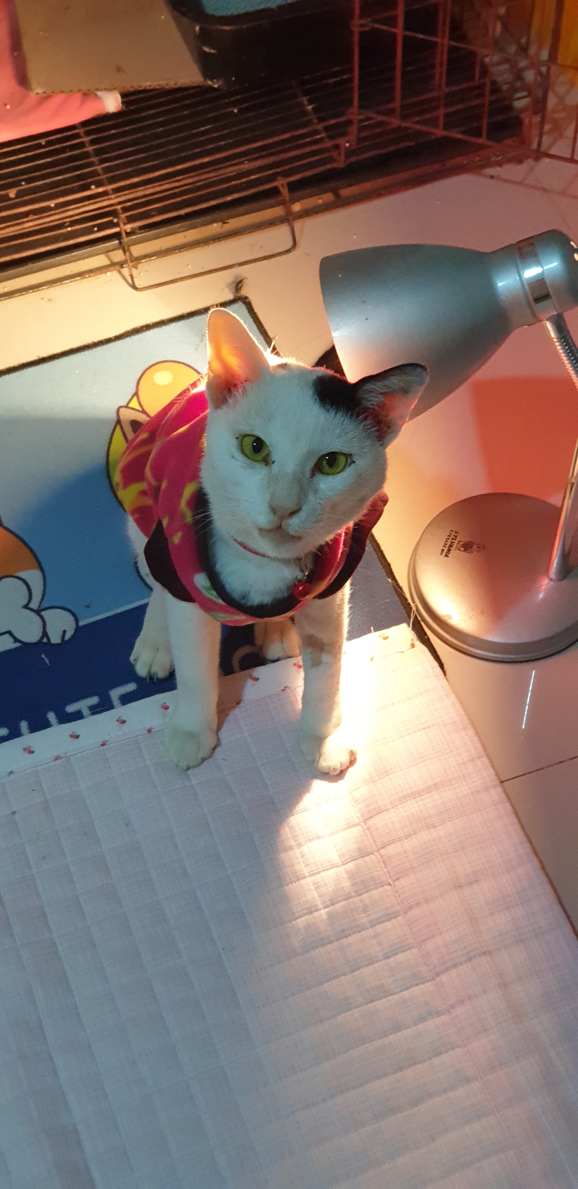 Rayong Petland Animal Treatment