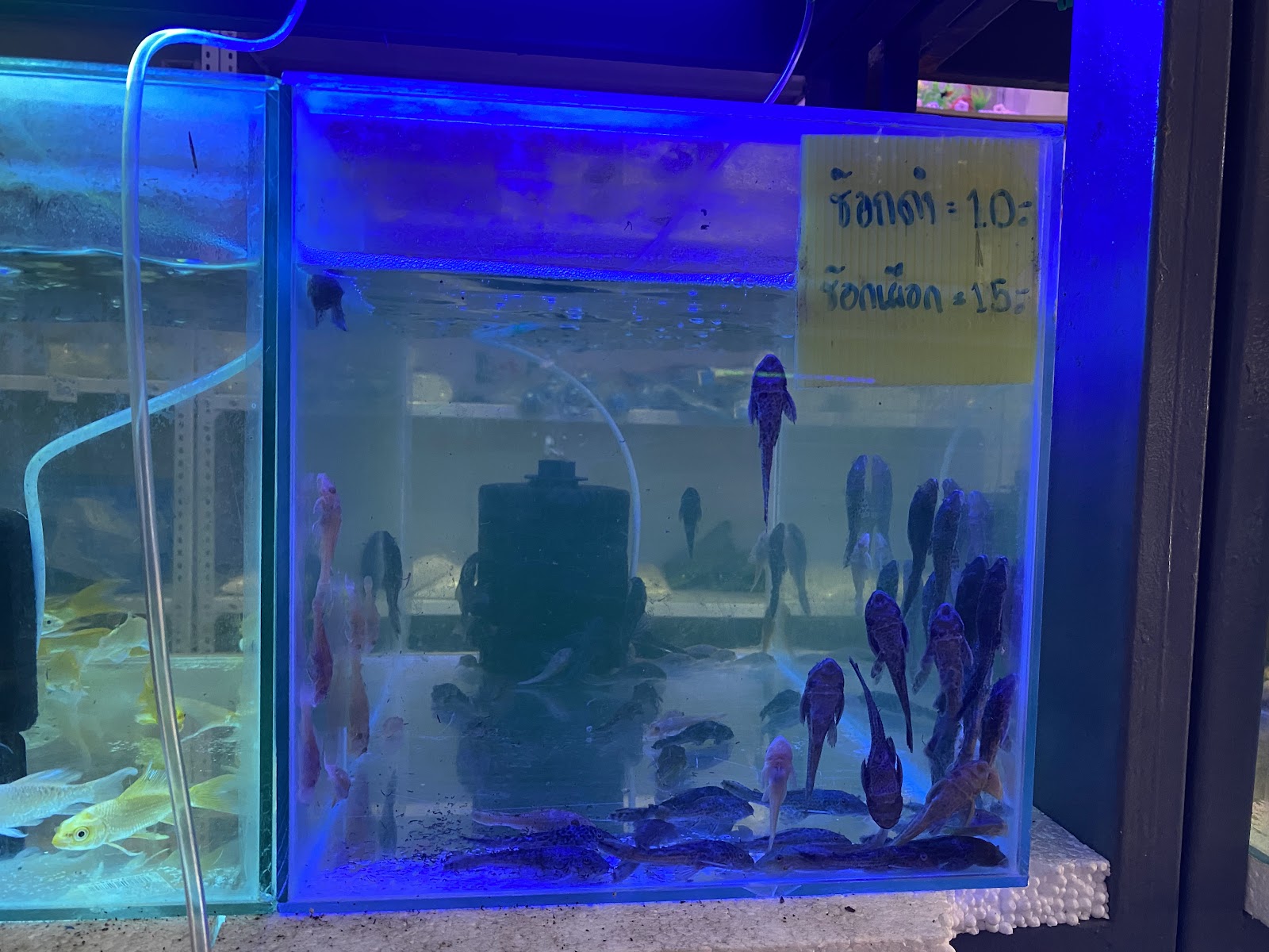 Buster Beautiful fish