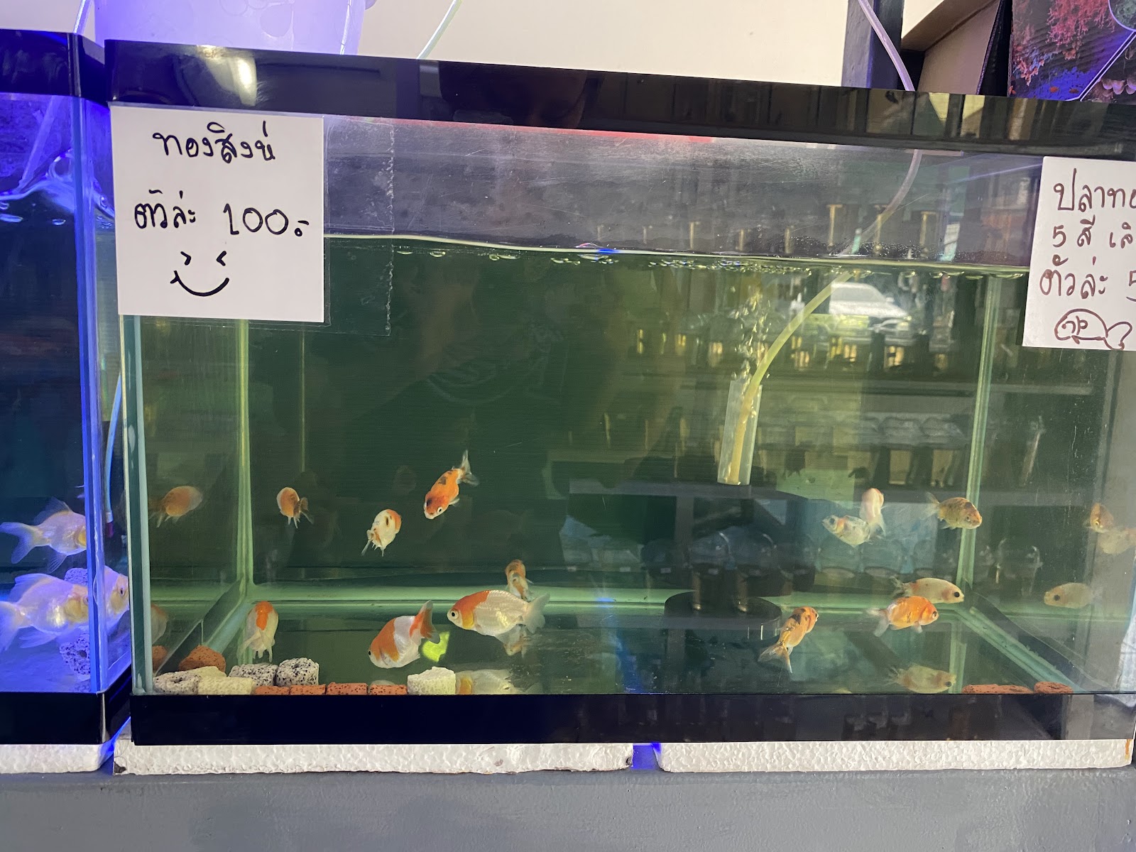 Buster Beautiful fish