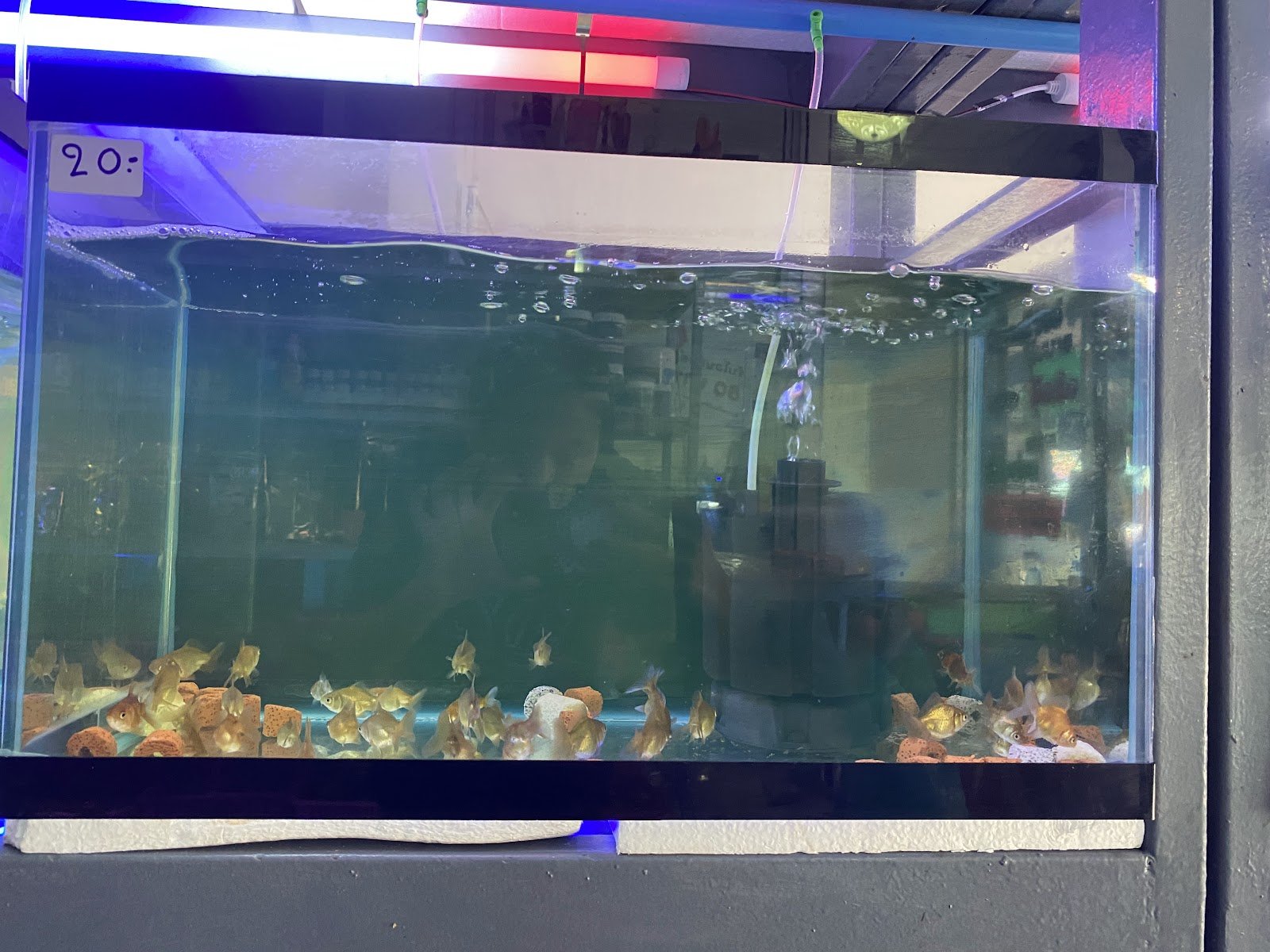 Buster Beautiful fish