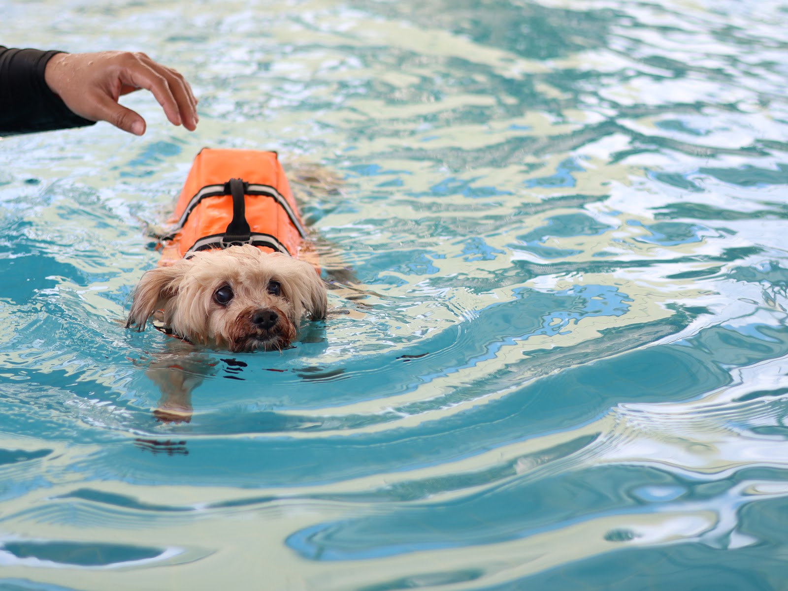 Fluffy Space - Dog pool and playground