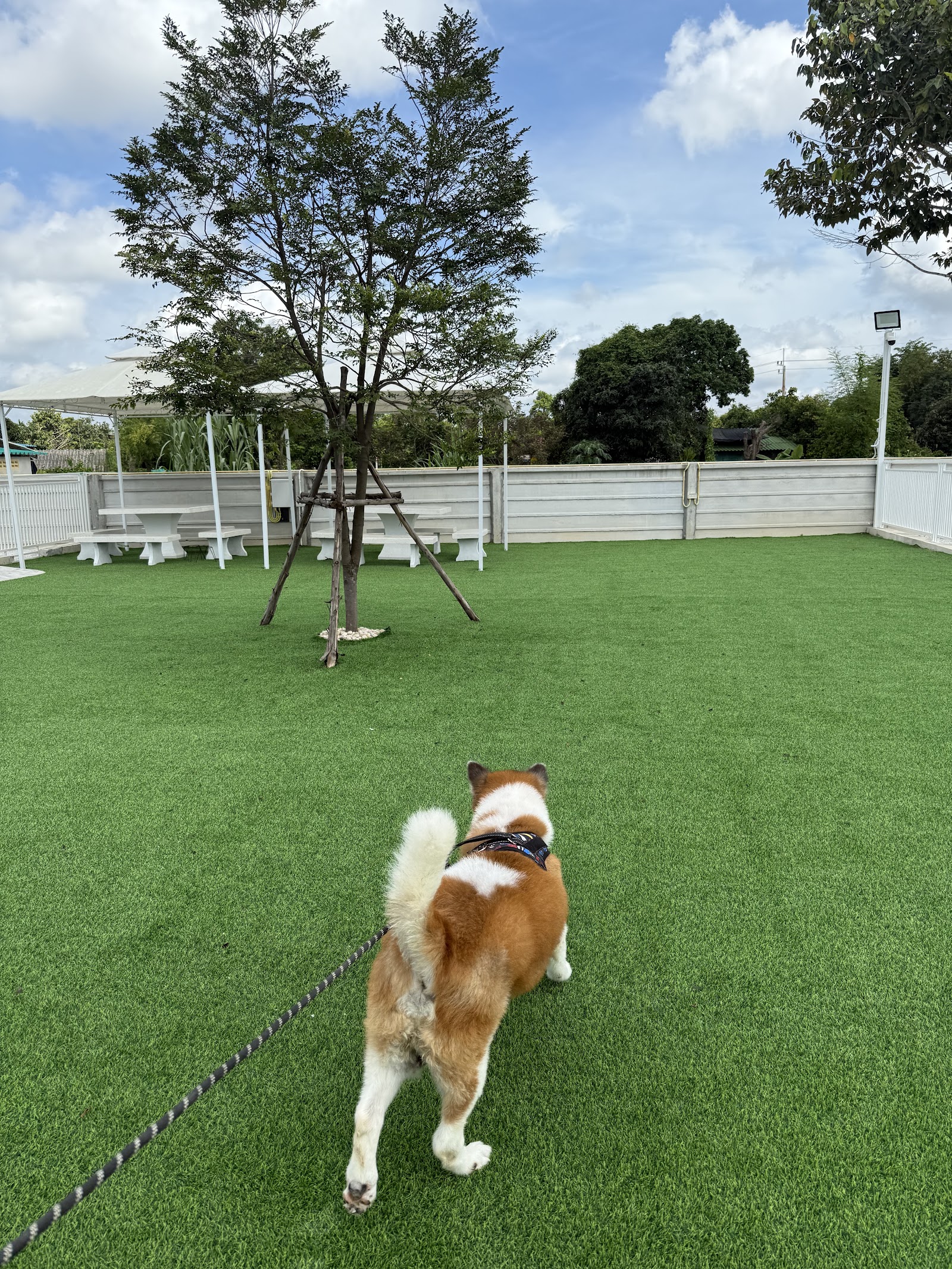 Fluffy Space - Dog pool and playground