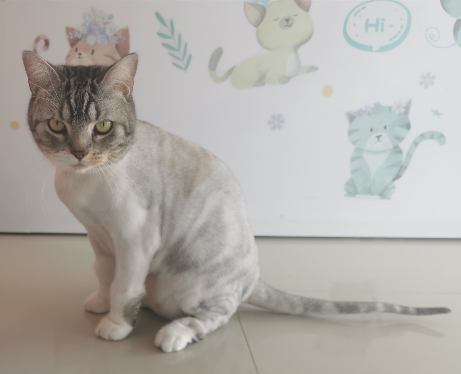 Mabkha Animal Treatment