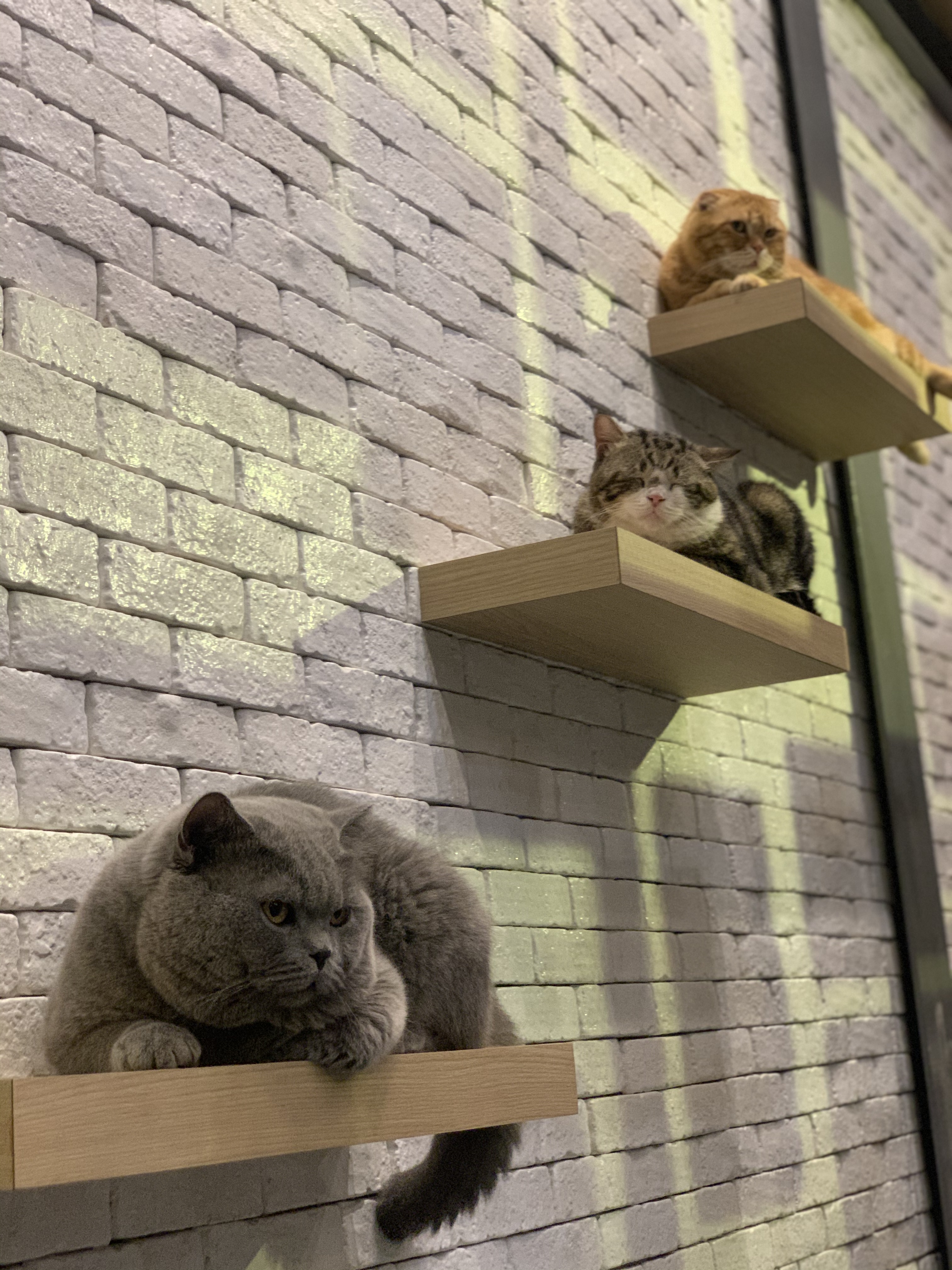 Mettakarn Animal Hospital