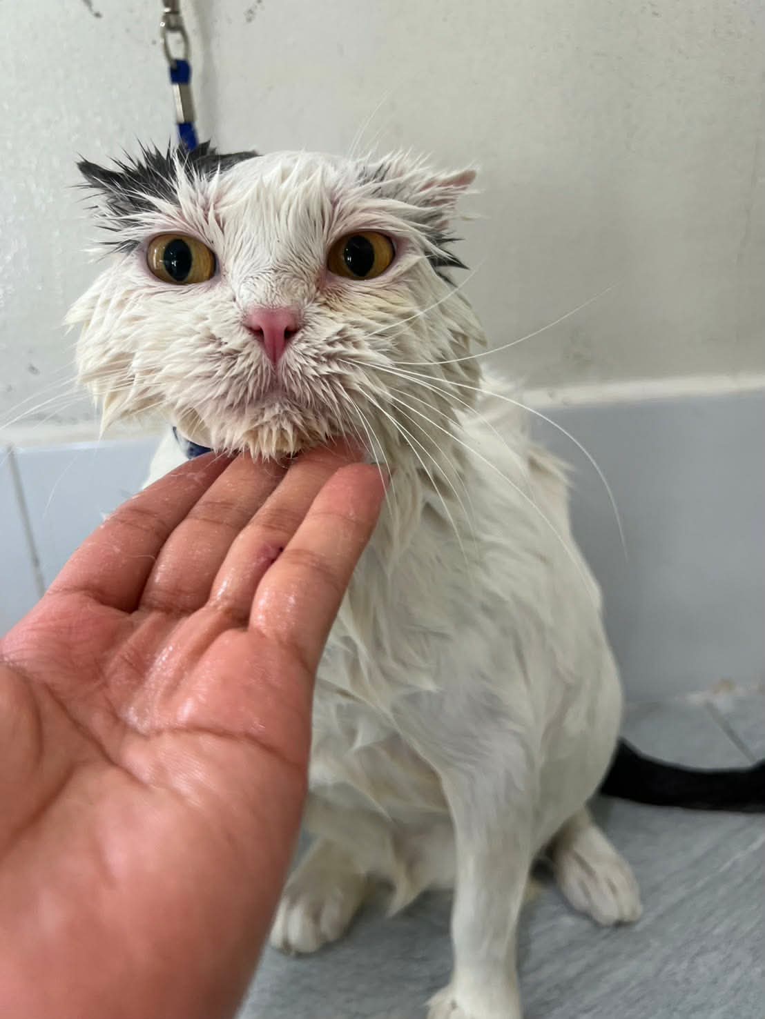 Pet Villa Rayong