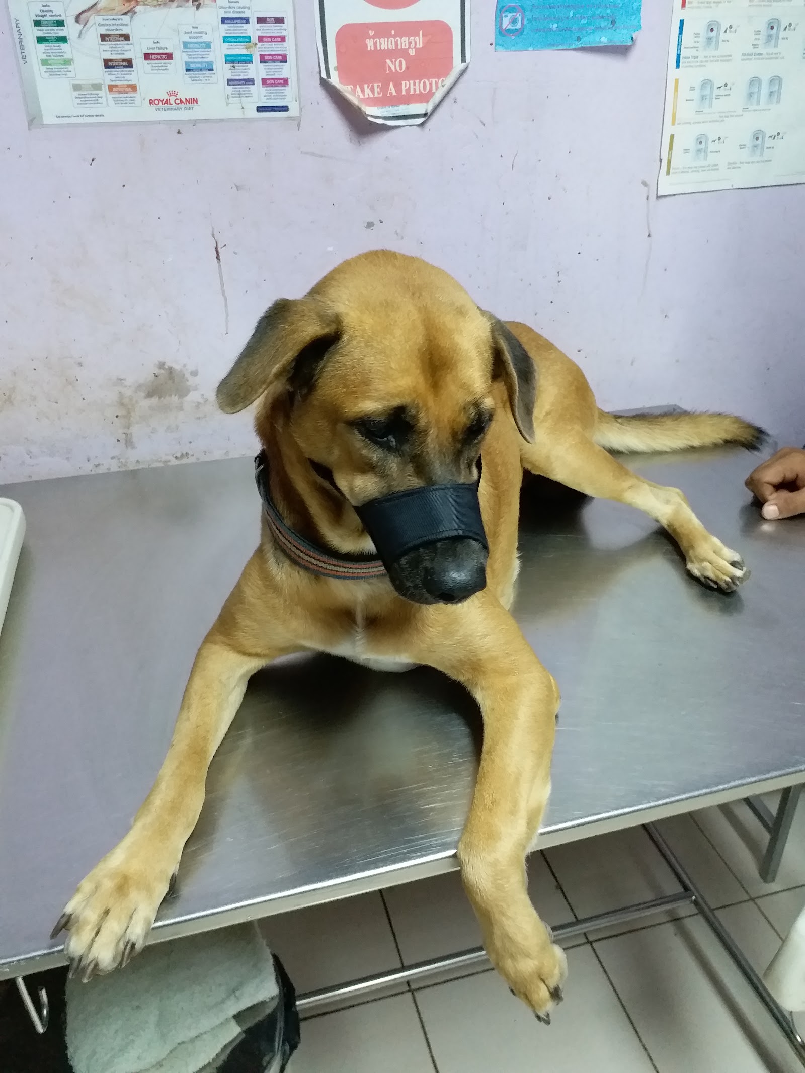 Phetra Veterinary