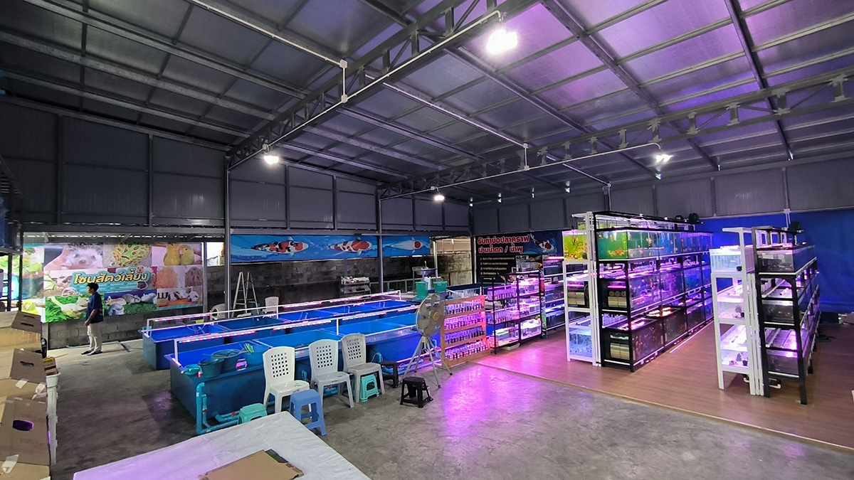 Rayong Pet Mart Fish Tank