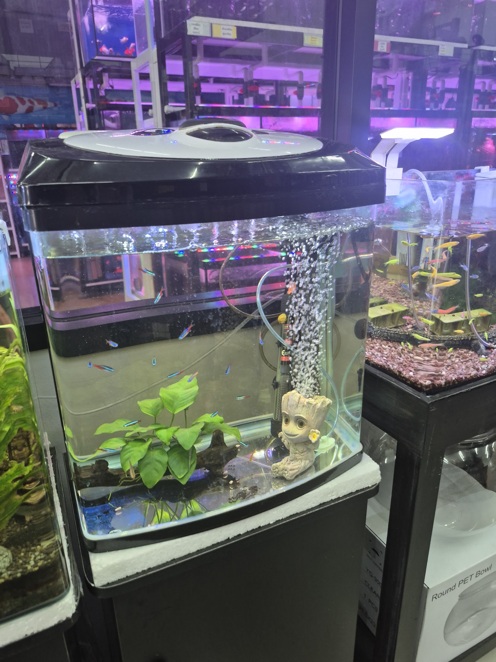 Rayong Pet Mart Fish Tank