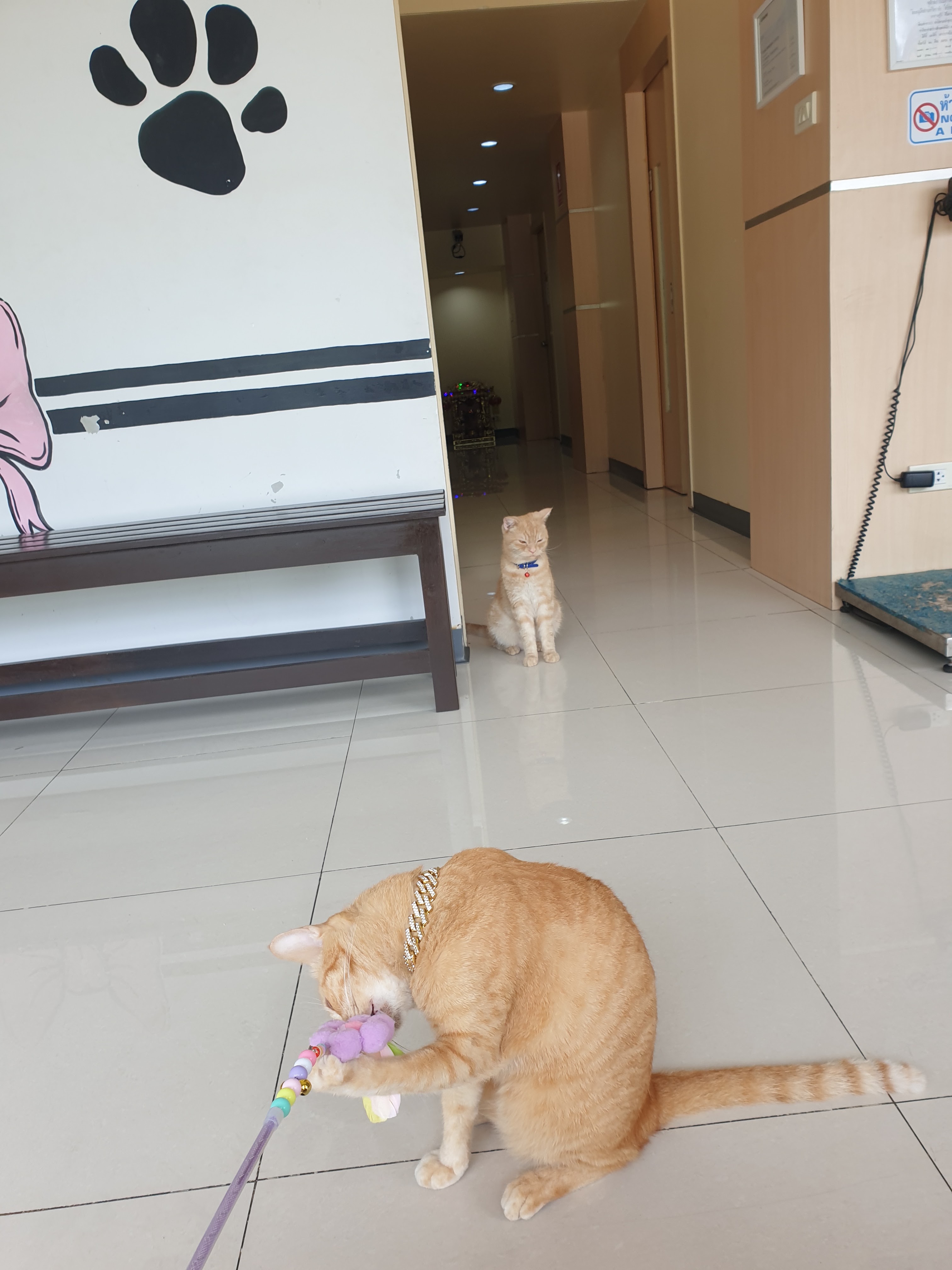 Tarongrak Animal Hospital