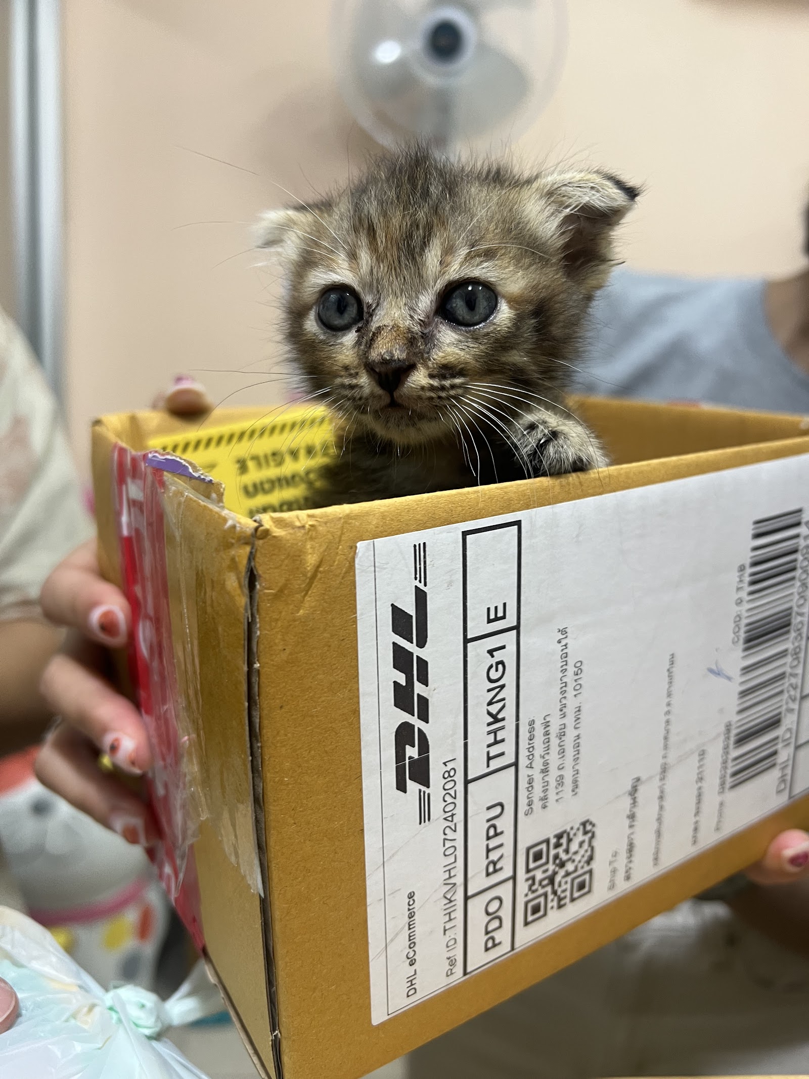 Tofan Animal Clinic