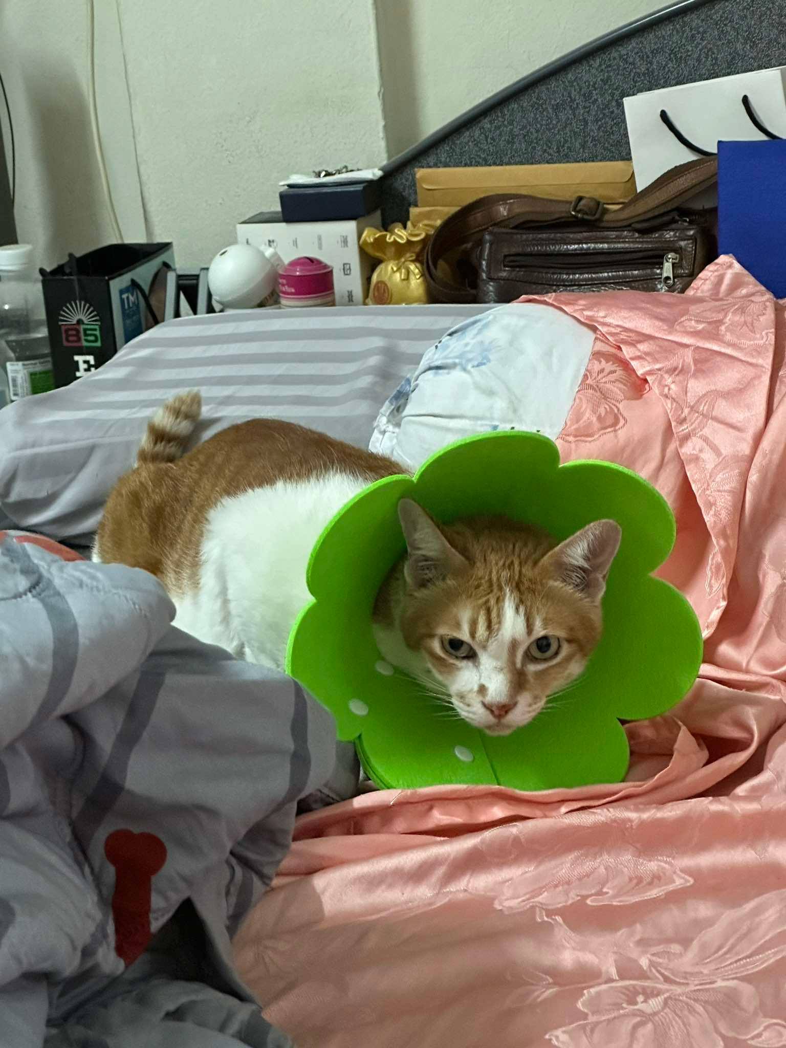 Ban Nam Daeng Animal Hospital