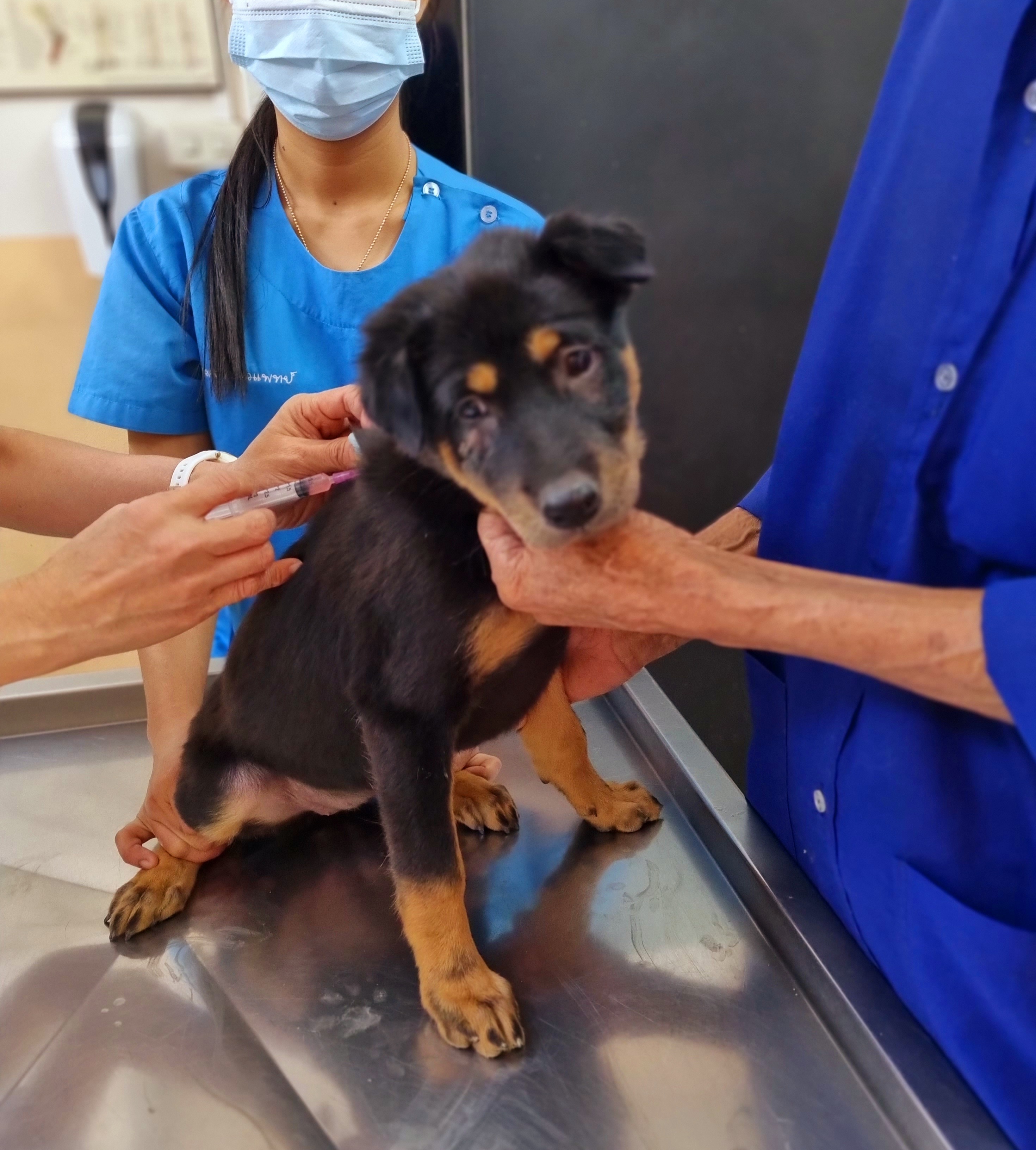 Udomdet Veterinary Clinic