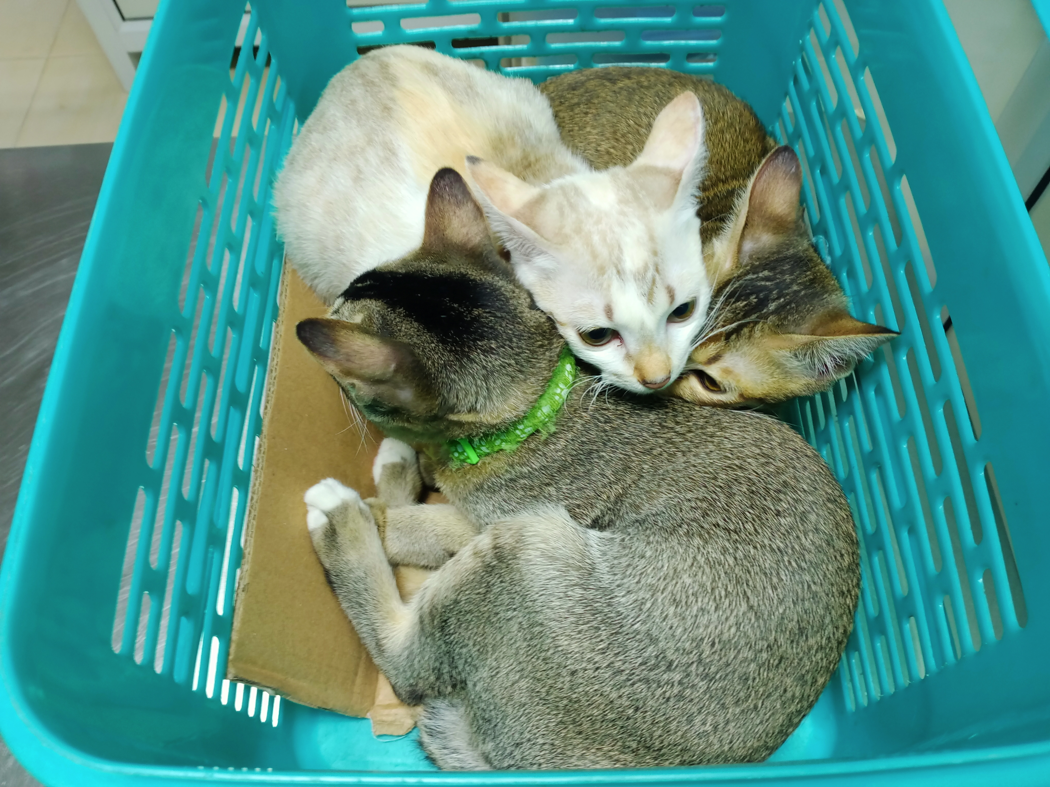 Golden Clay Animal Treatment