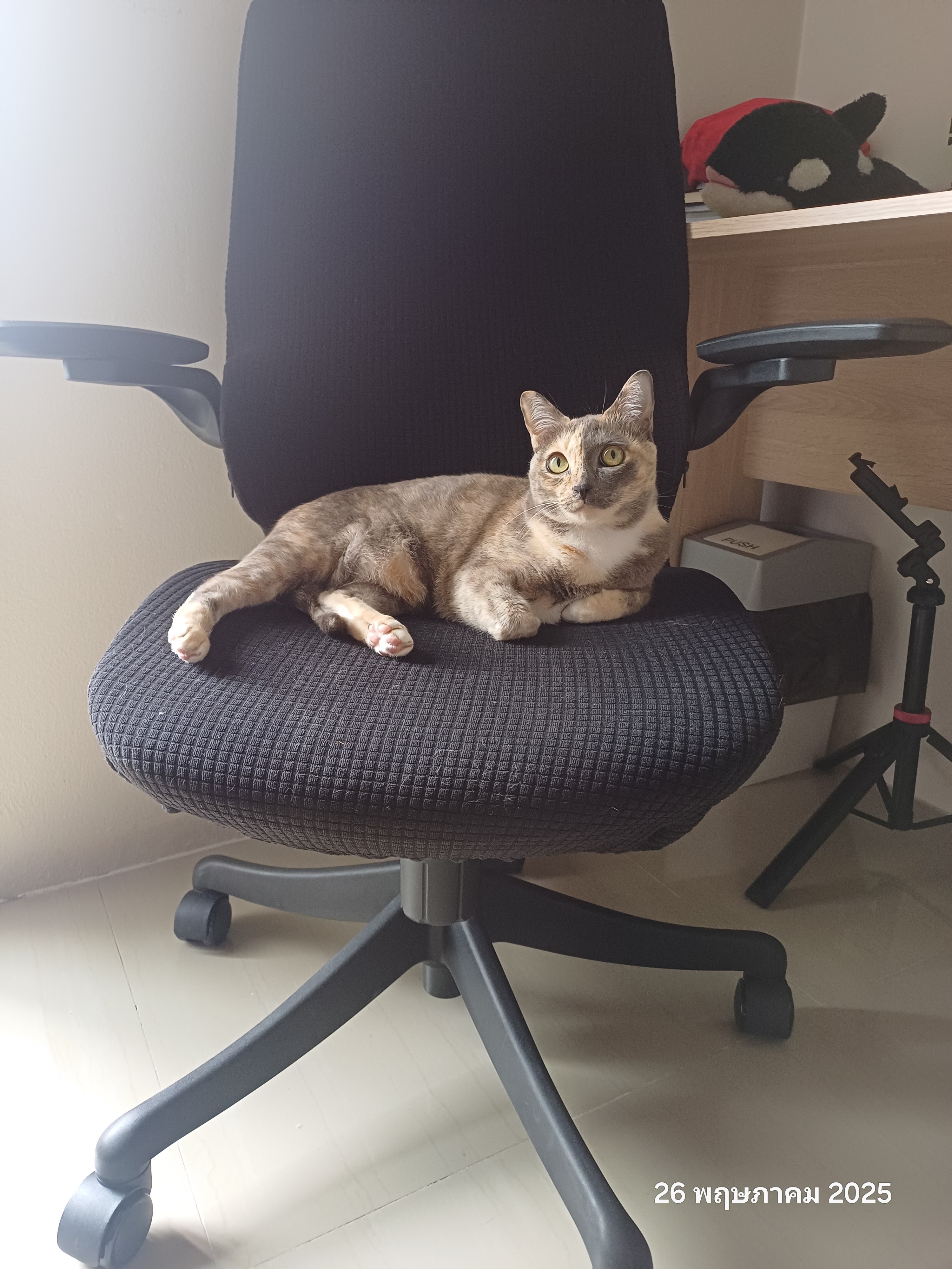 Lucky Petto Animal Treatment