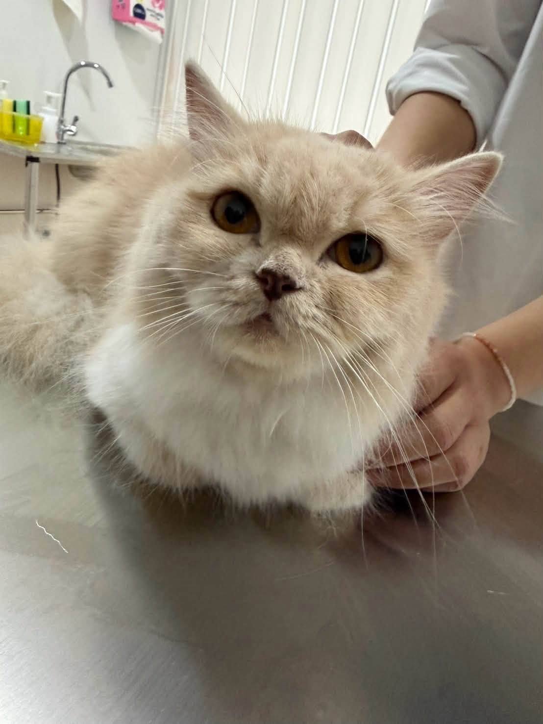 Baiyok Pet Clinic