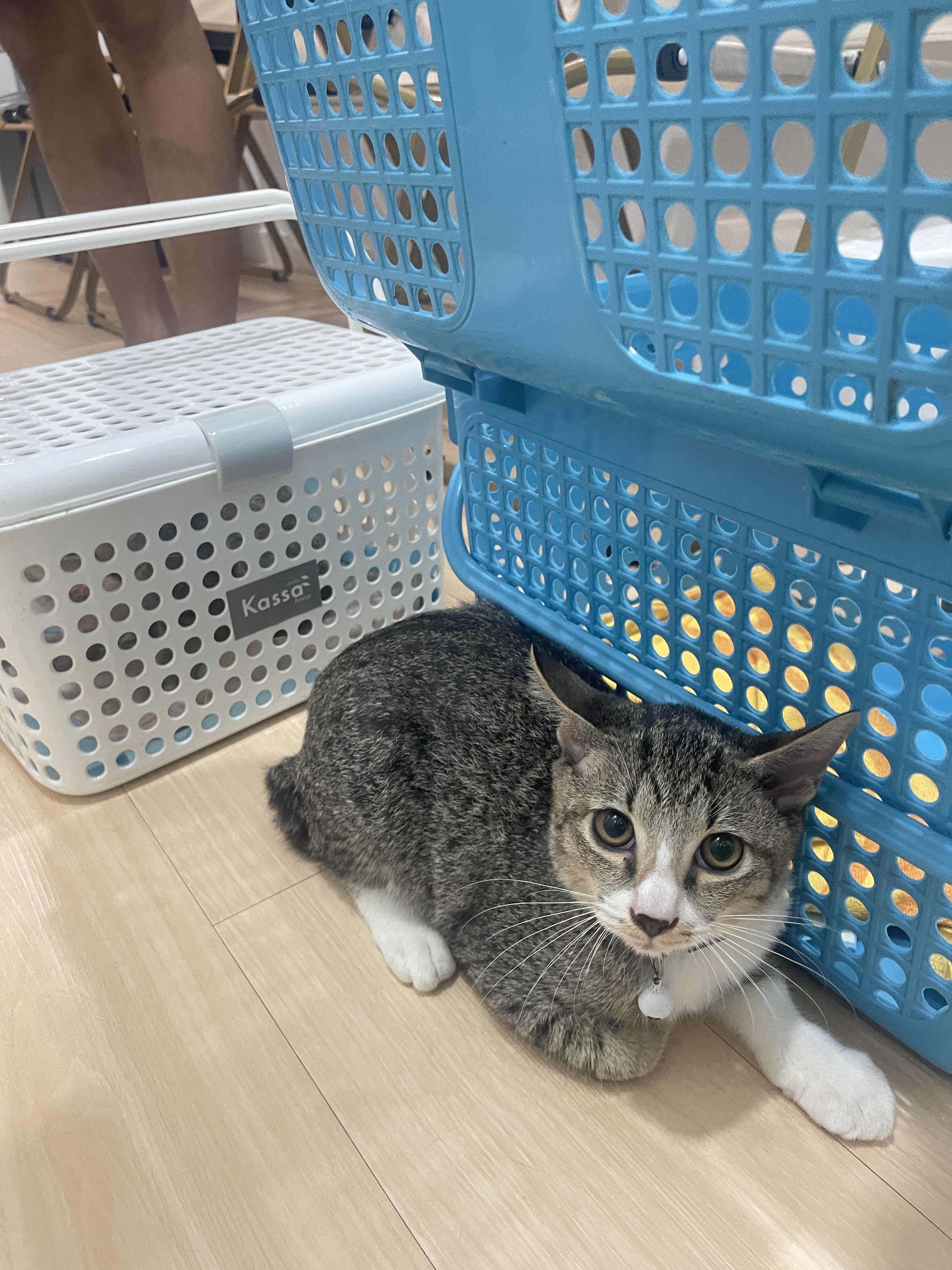 Baiyok Pet Clinic