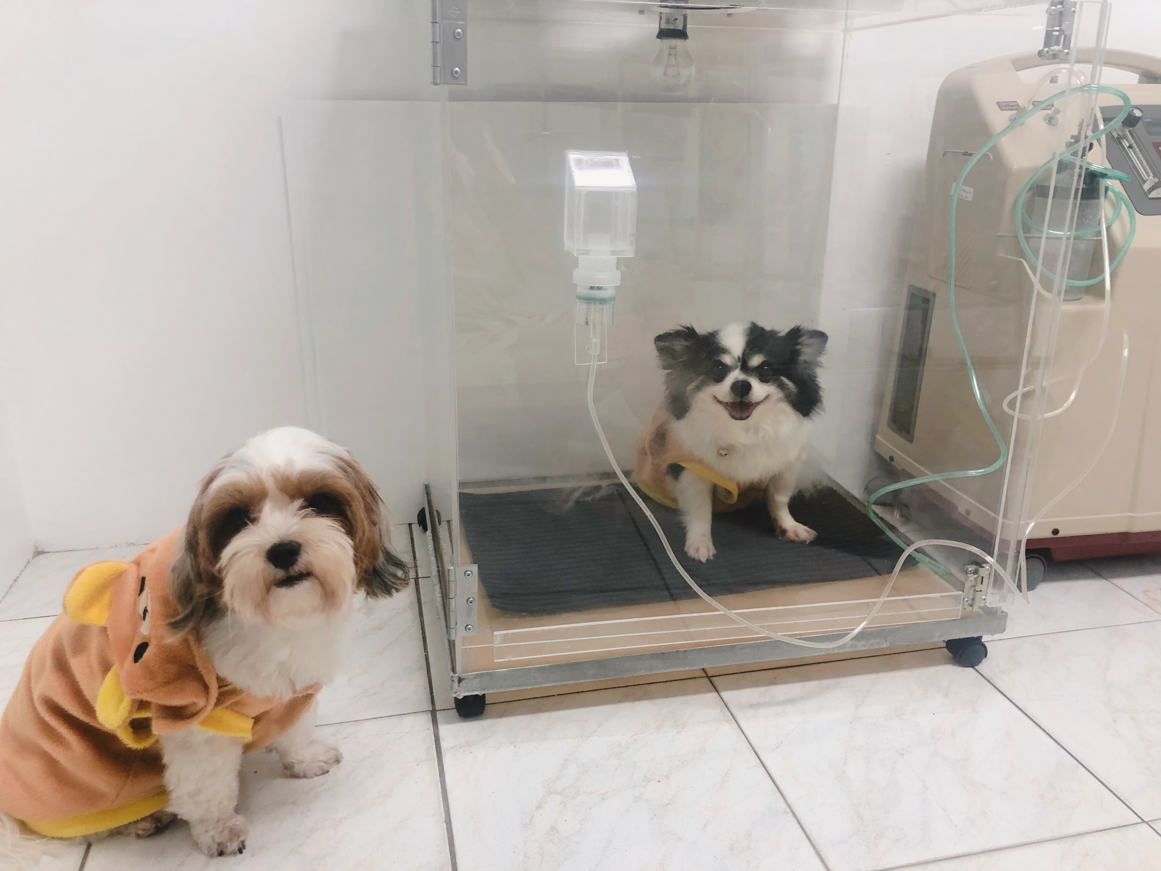 buddy pet clinic