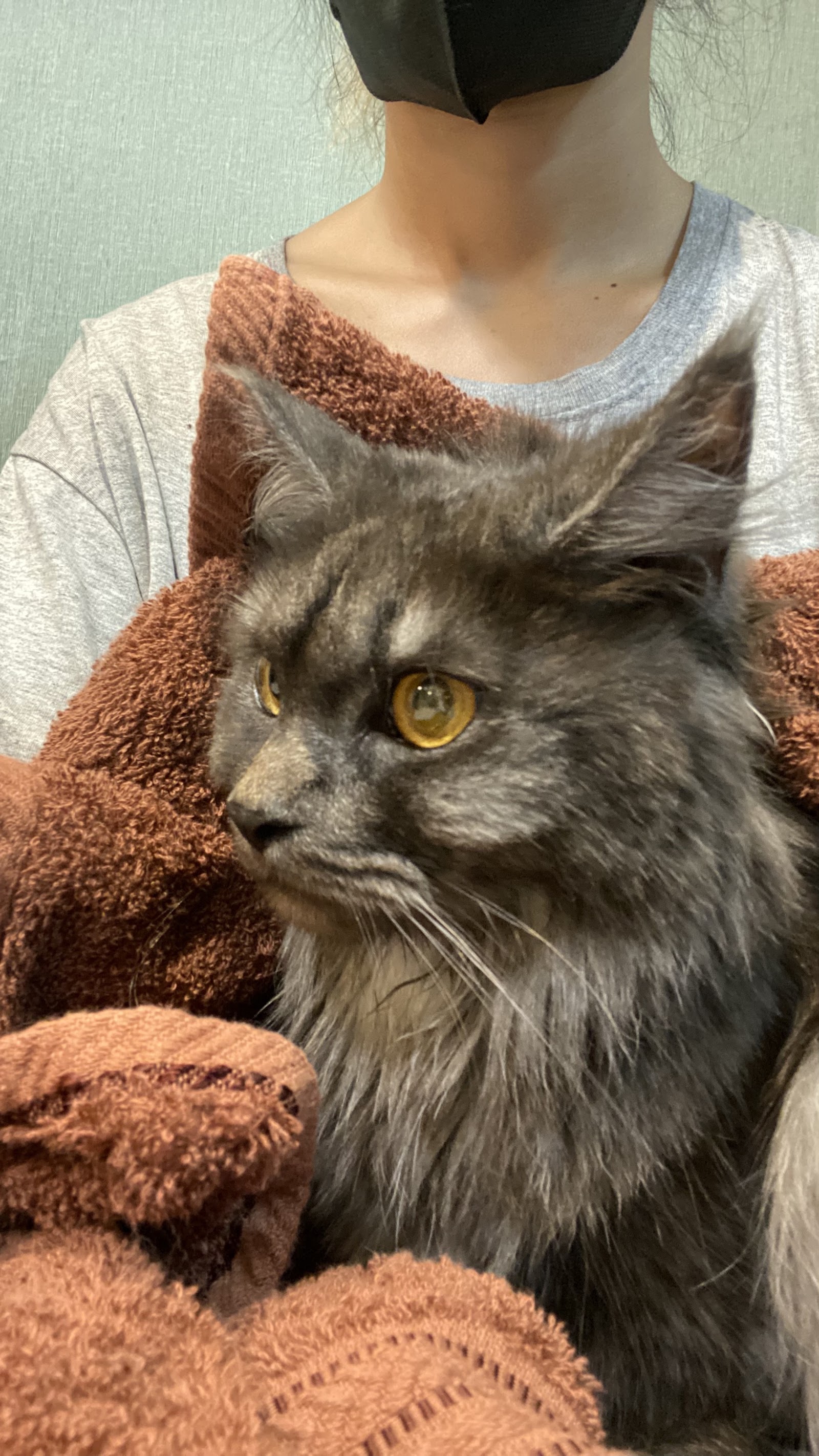Momo Animal Clinic