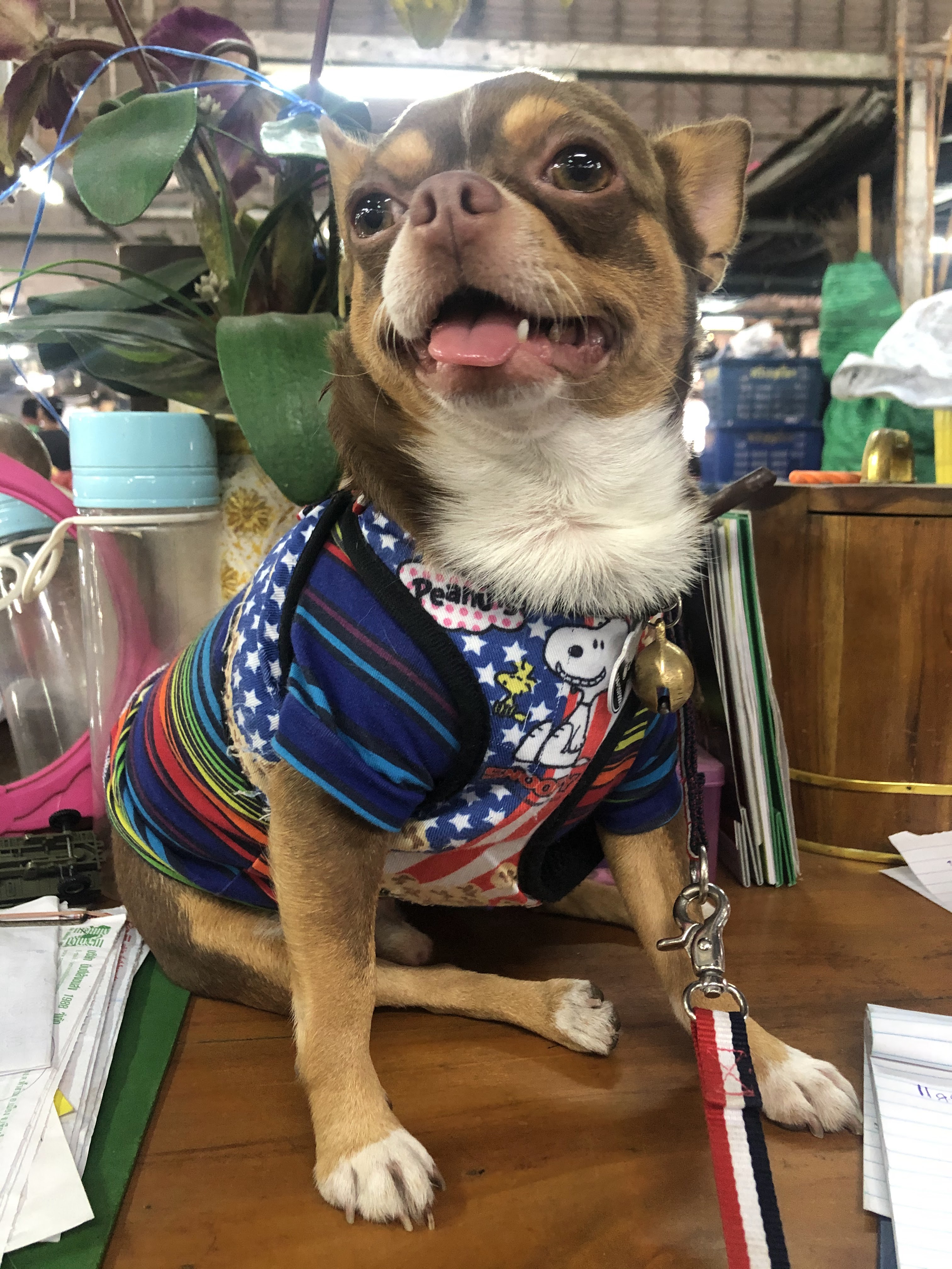 My Dog Animal Hospital