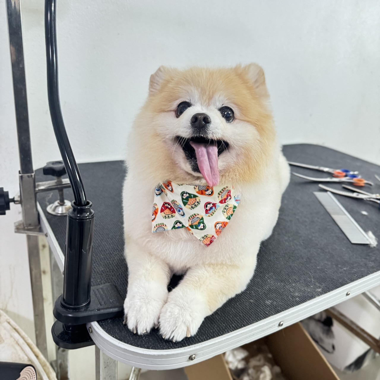 PET 'N JOY