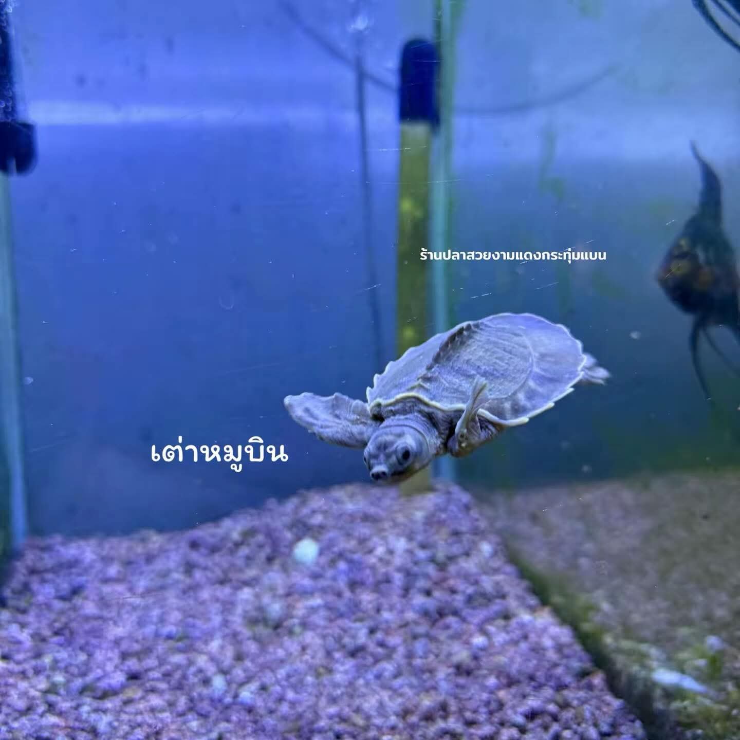 Beautiful fish shop in Krathum Ban