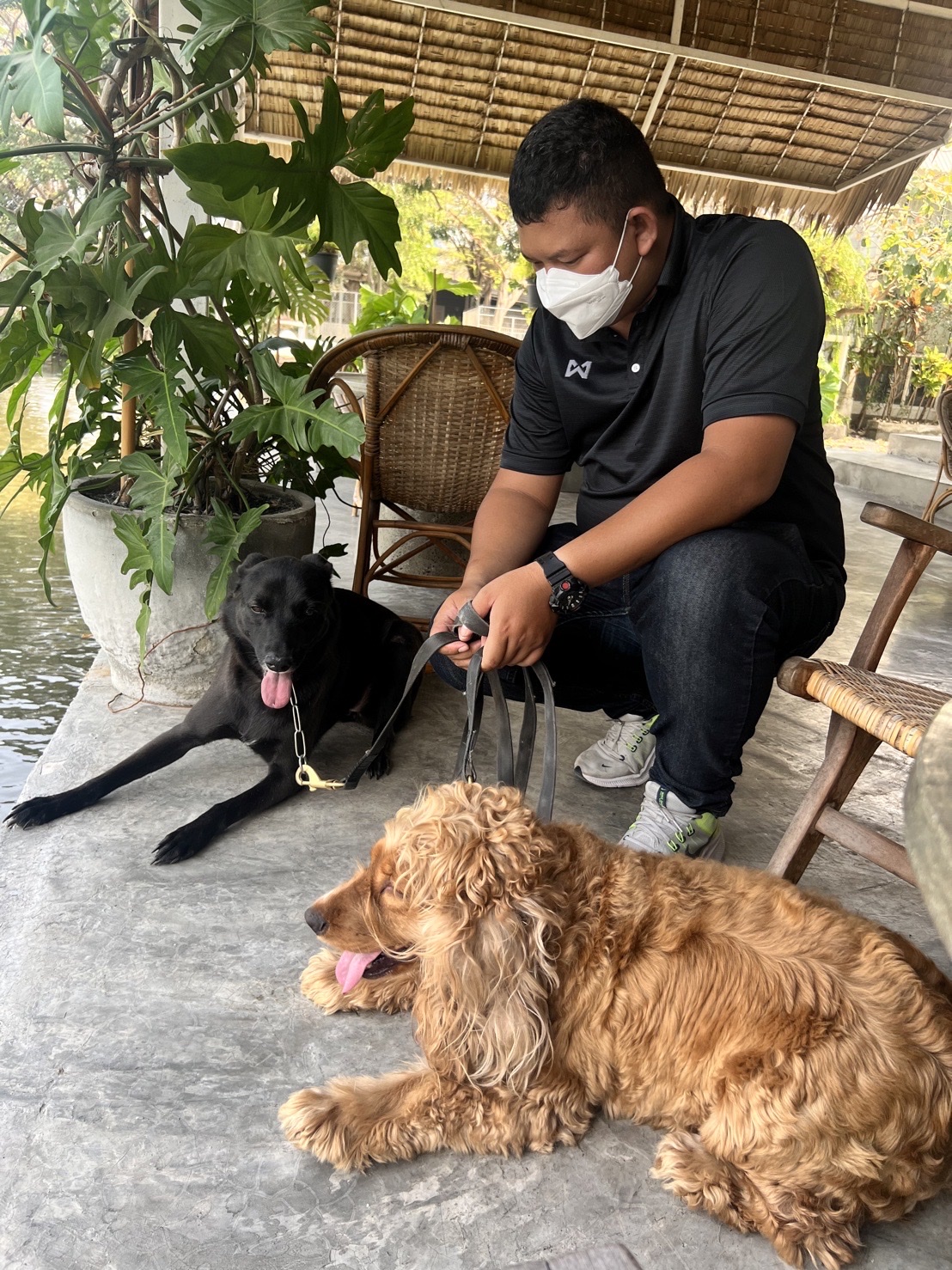 dogplayground