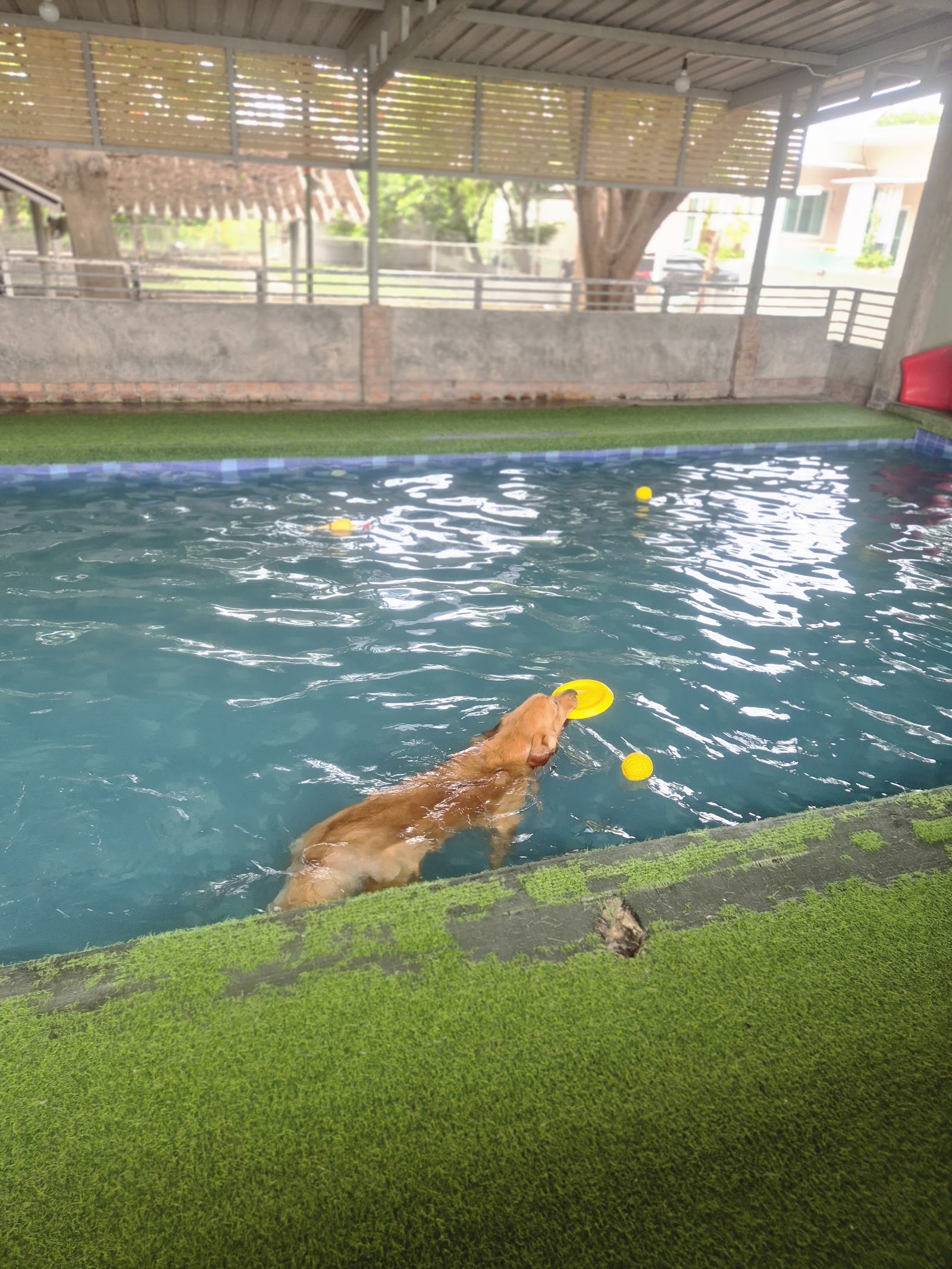 dogplayground