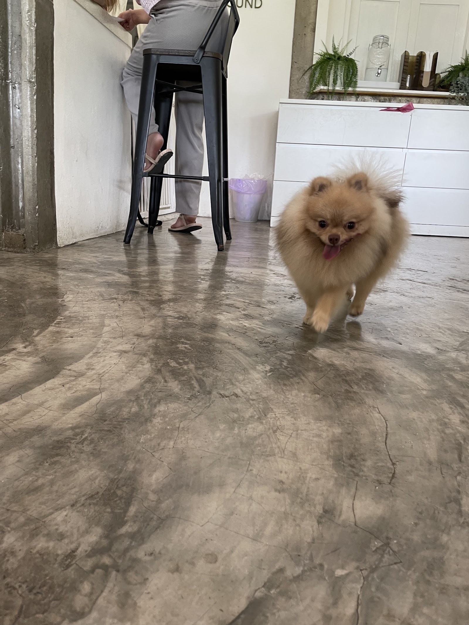 dogplayground