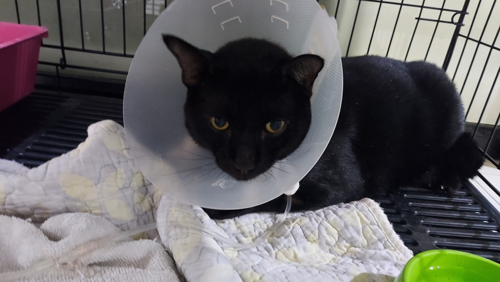 i Care Animal Hospital