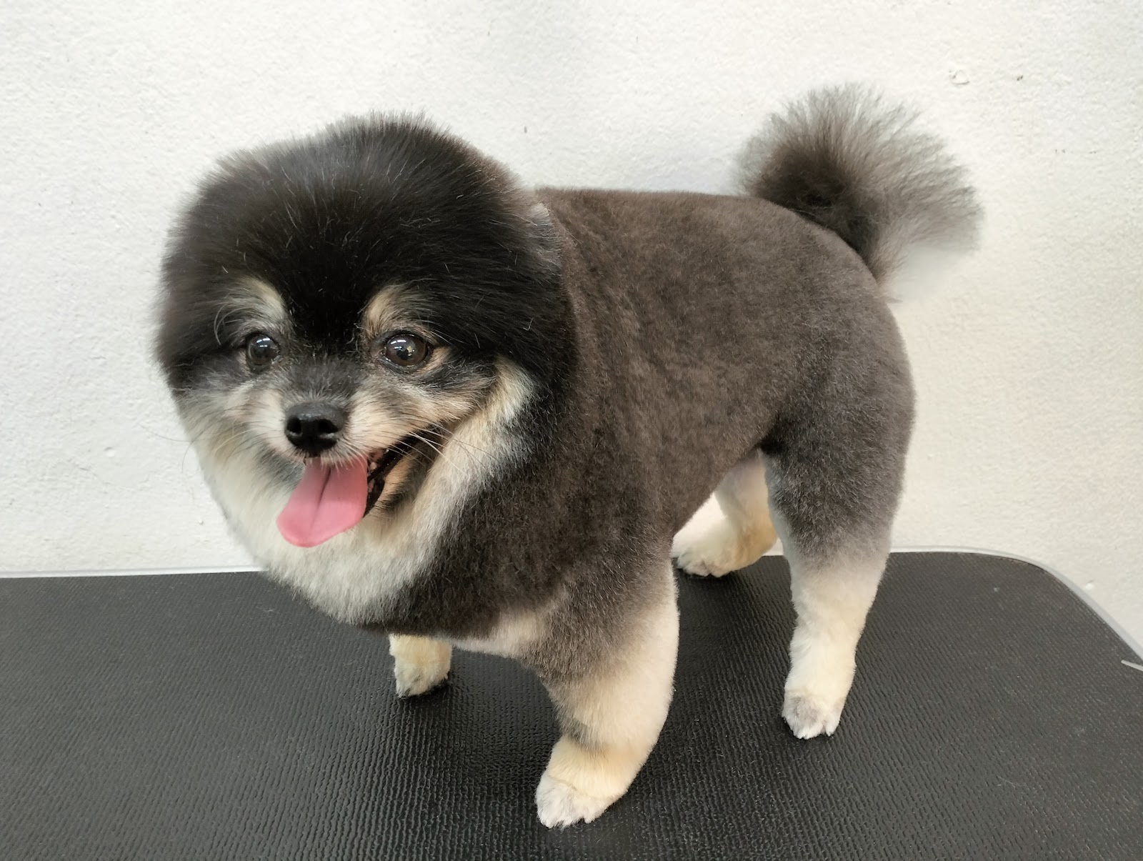 Baan Lamai Dogs Grooming