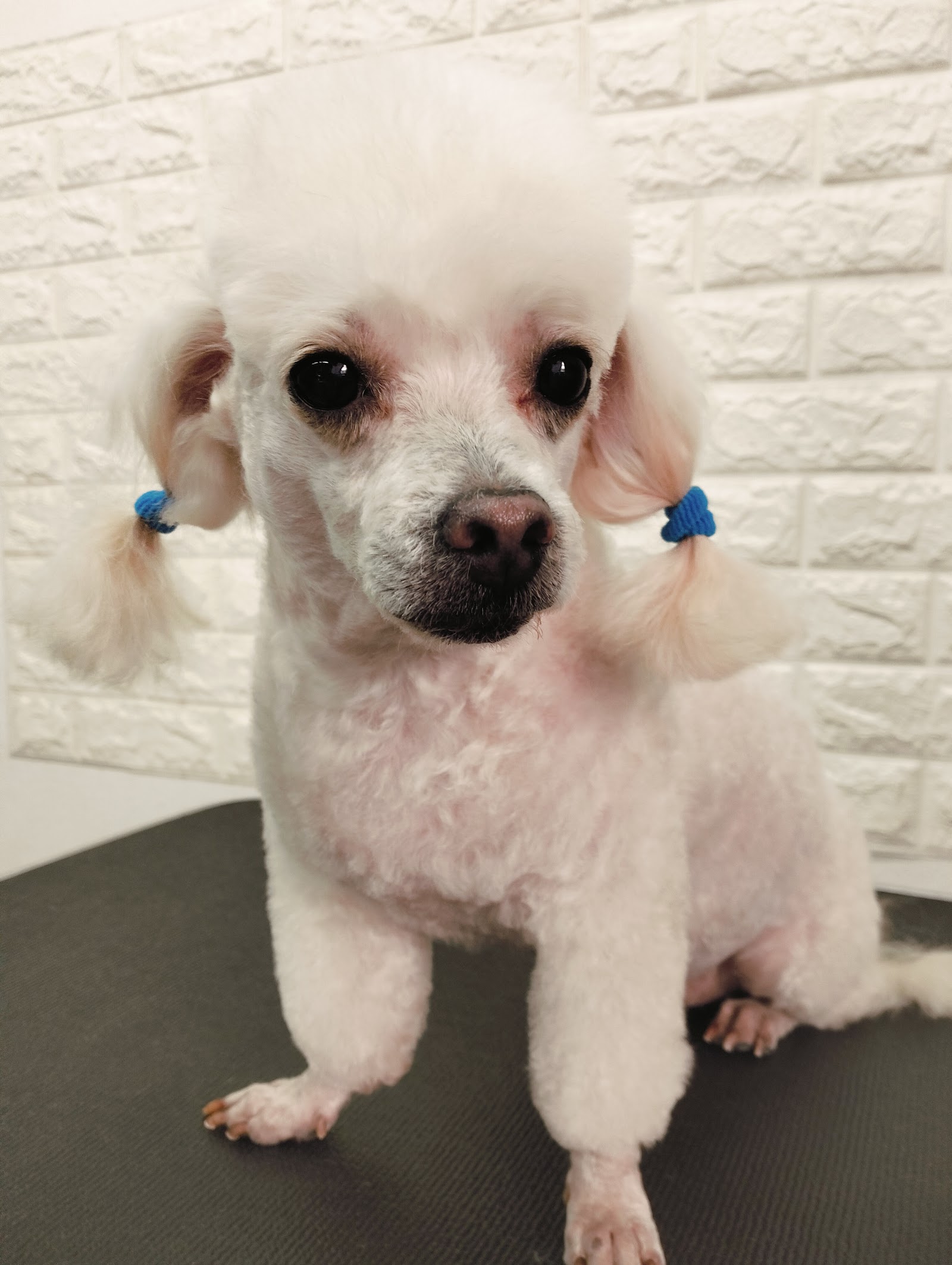 Baan Lamai Dogs Grooming