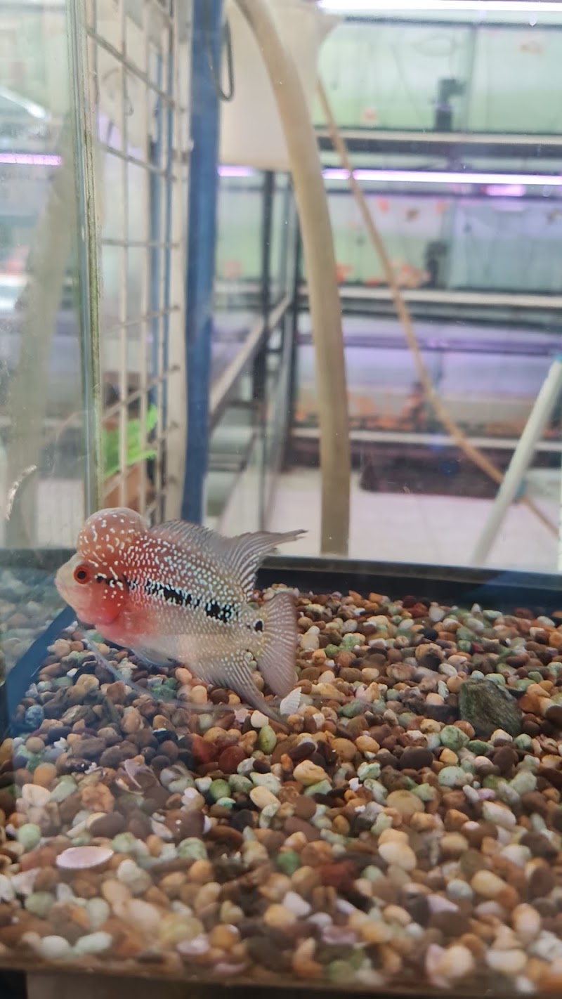 Beautiful fish with clear water