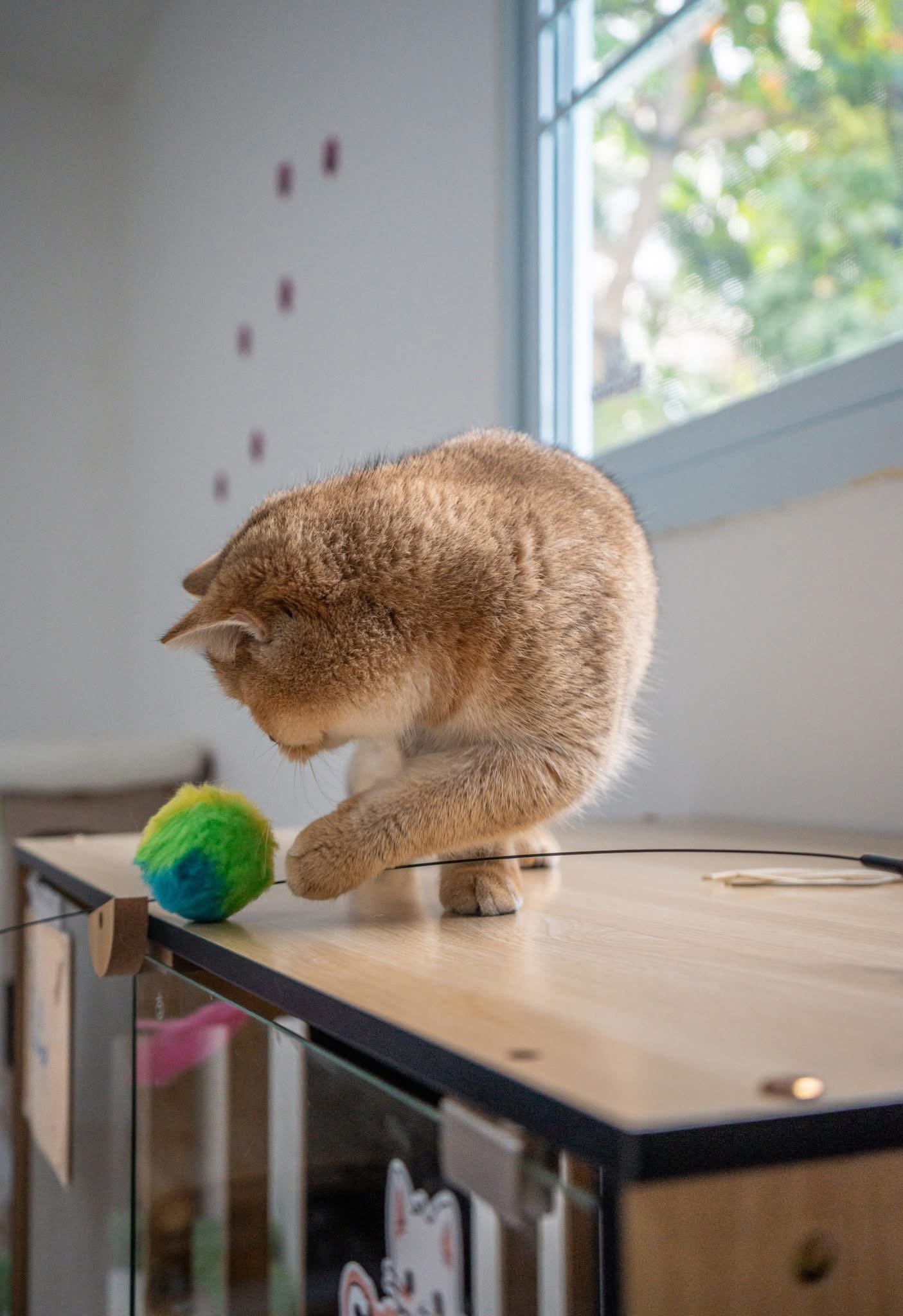 Cat Hotel by CatWorld