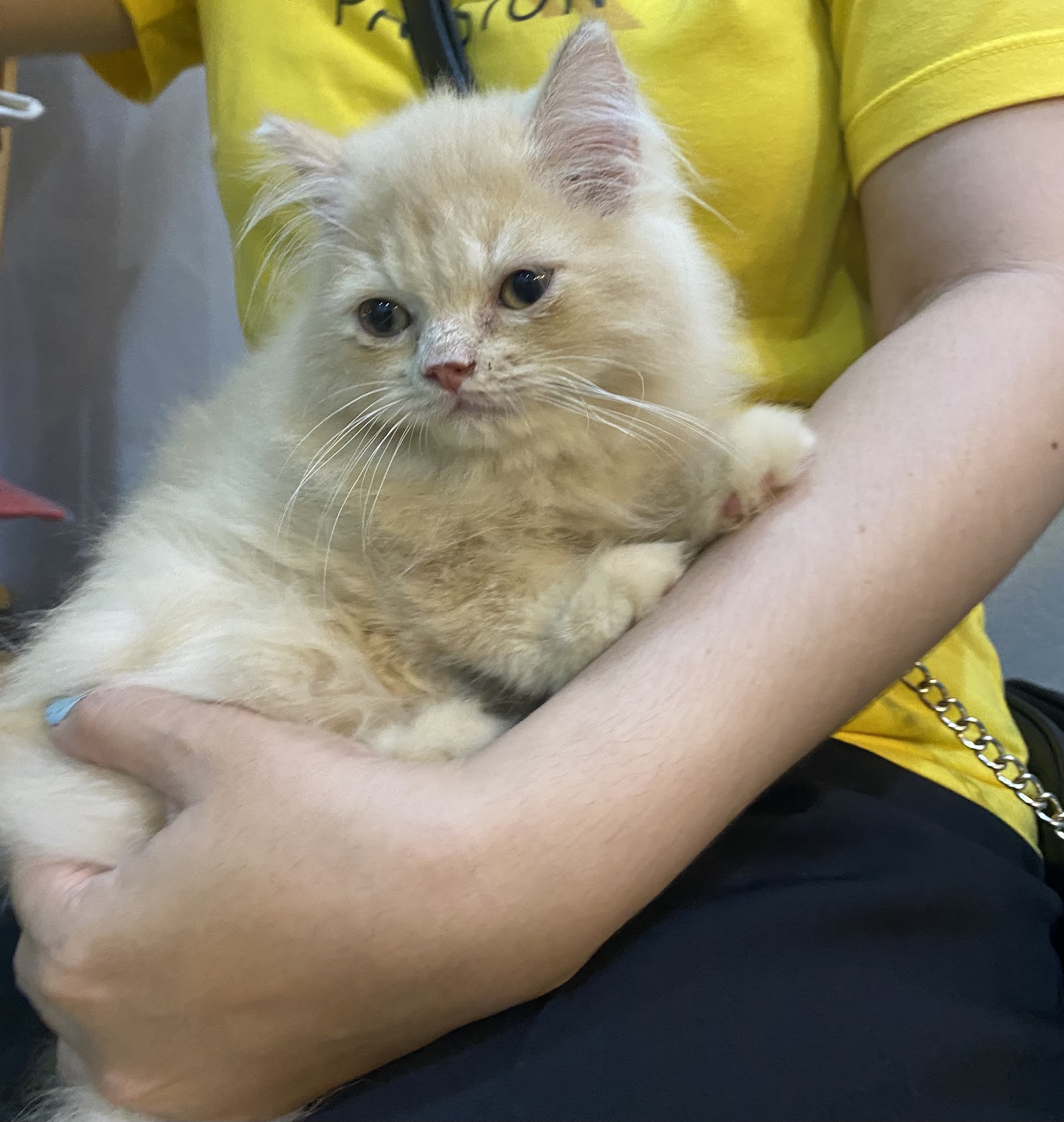 Chalokrat animal hospital