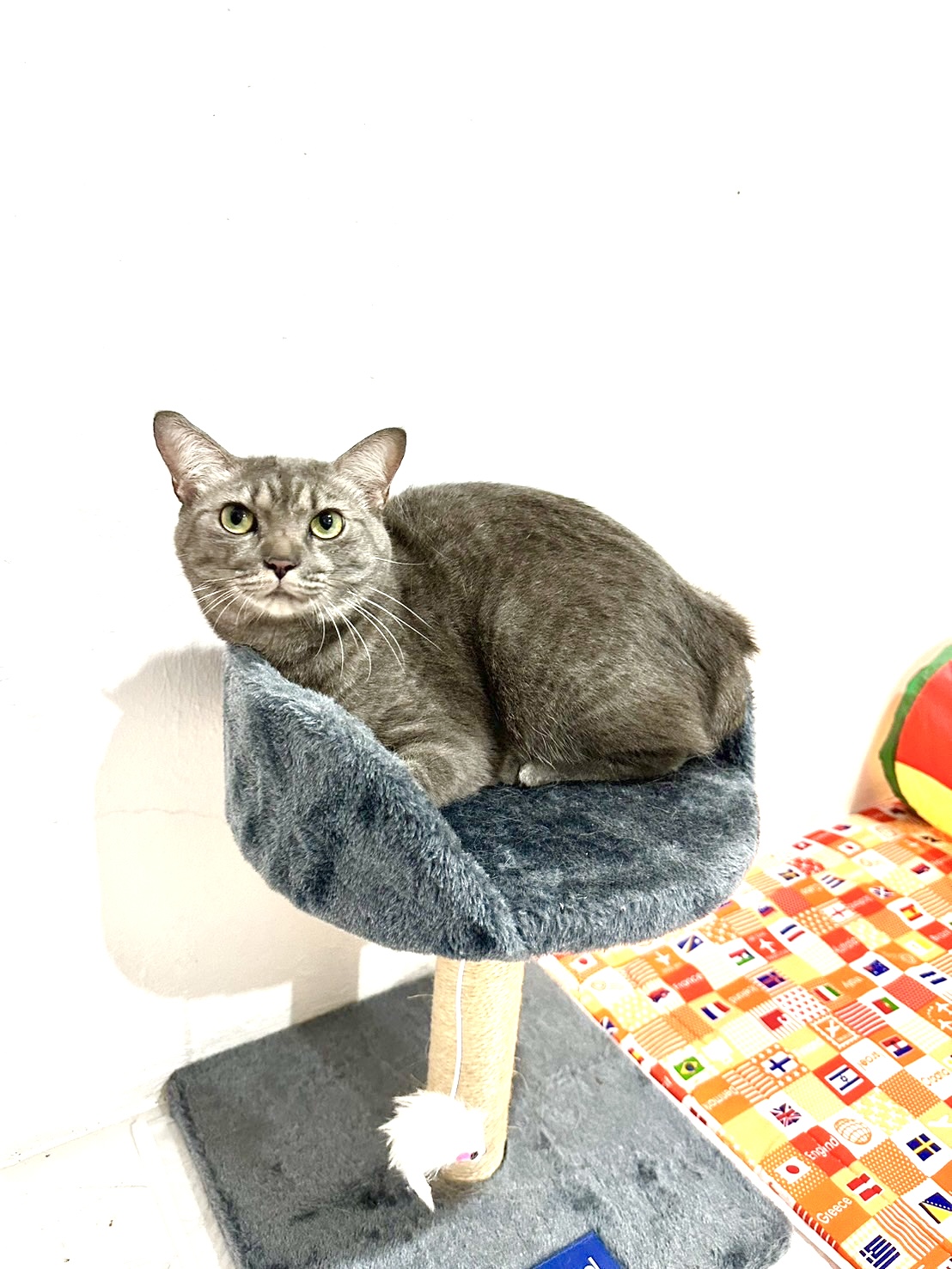 Dog and Cat Pet Center