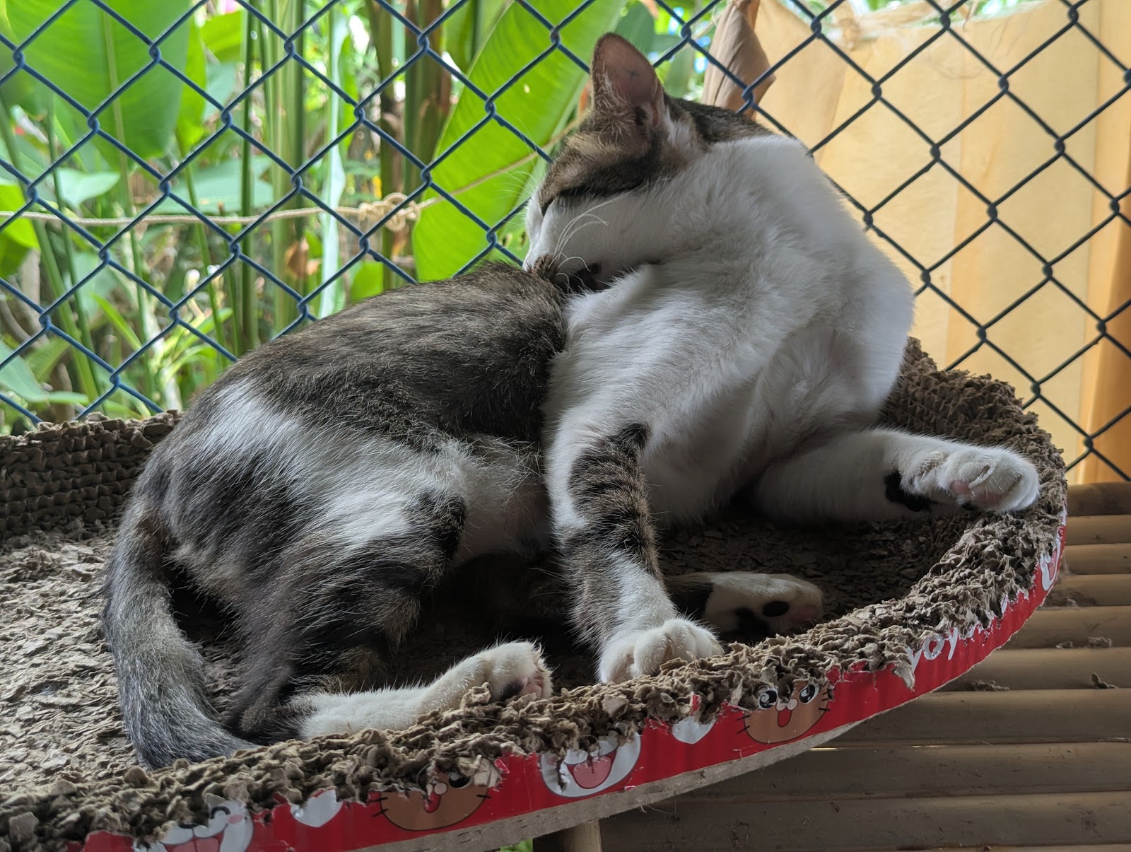Dog and Cat Rescue Samui Foundation