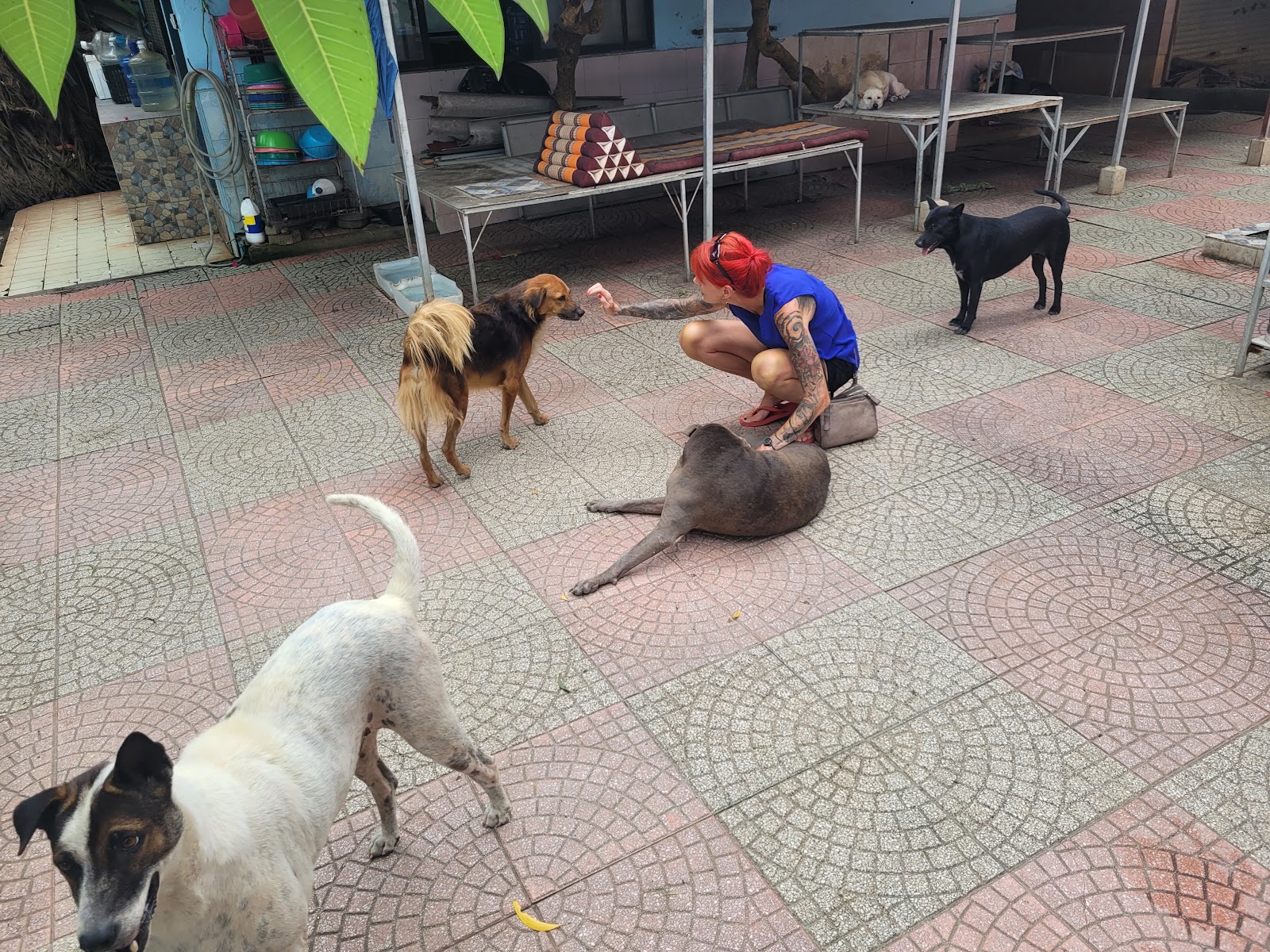 Dog and Cat Rescue Samui Foundation