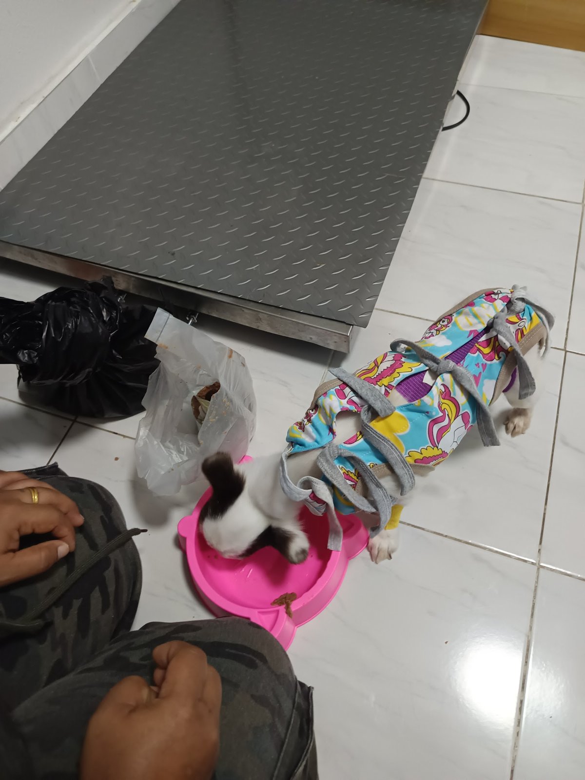 Dr. Mai Pet Clinic Veterinary