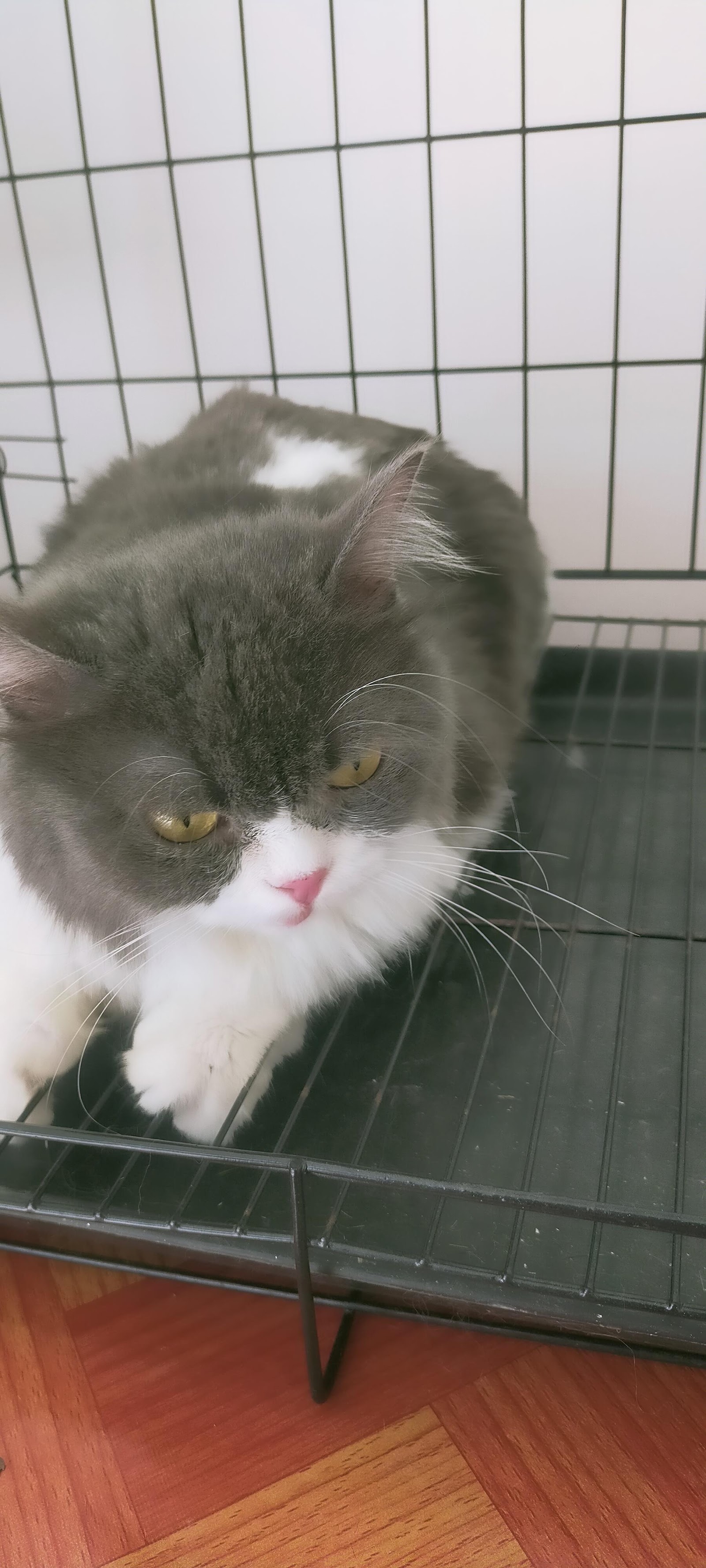 Happy Dog & Cat Grooming