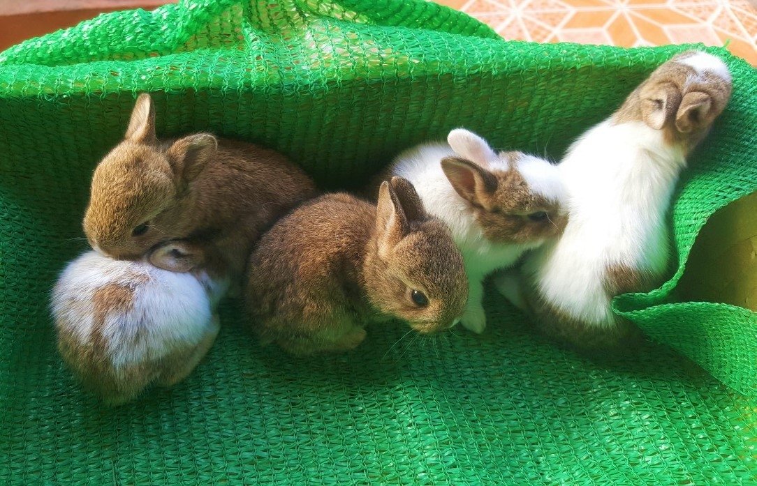 Rabbit farm, house in the mountains