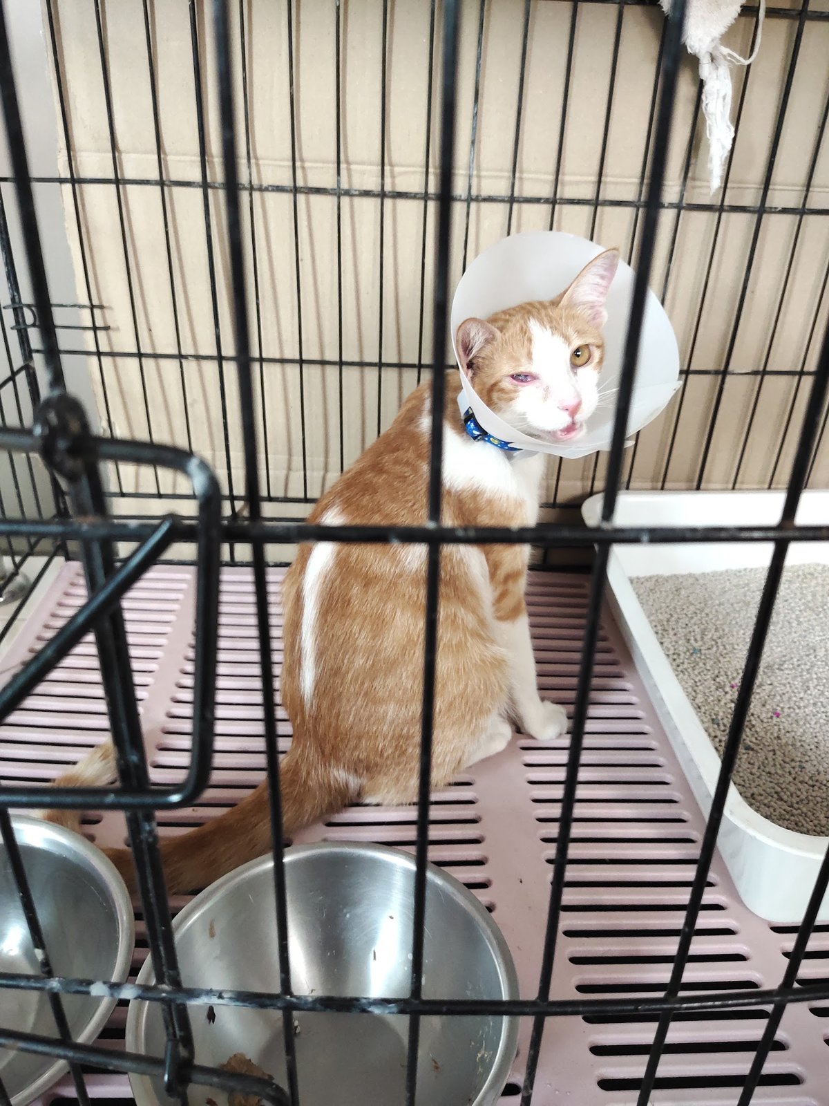 S.P. Animal Clinic