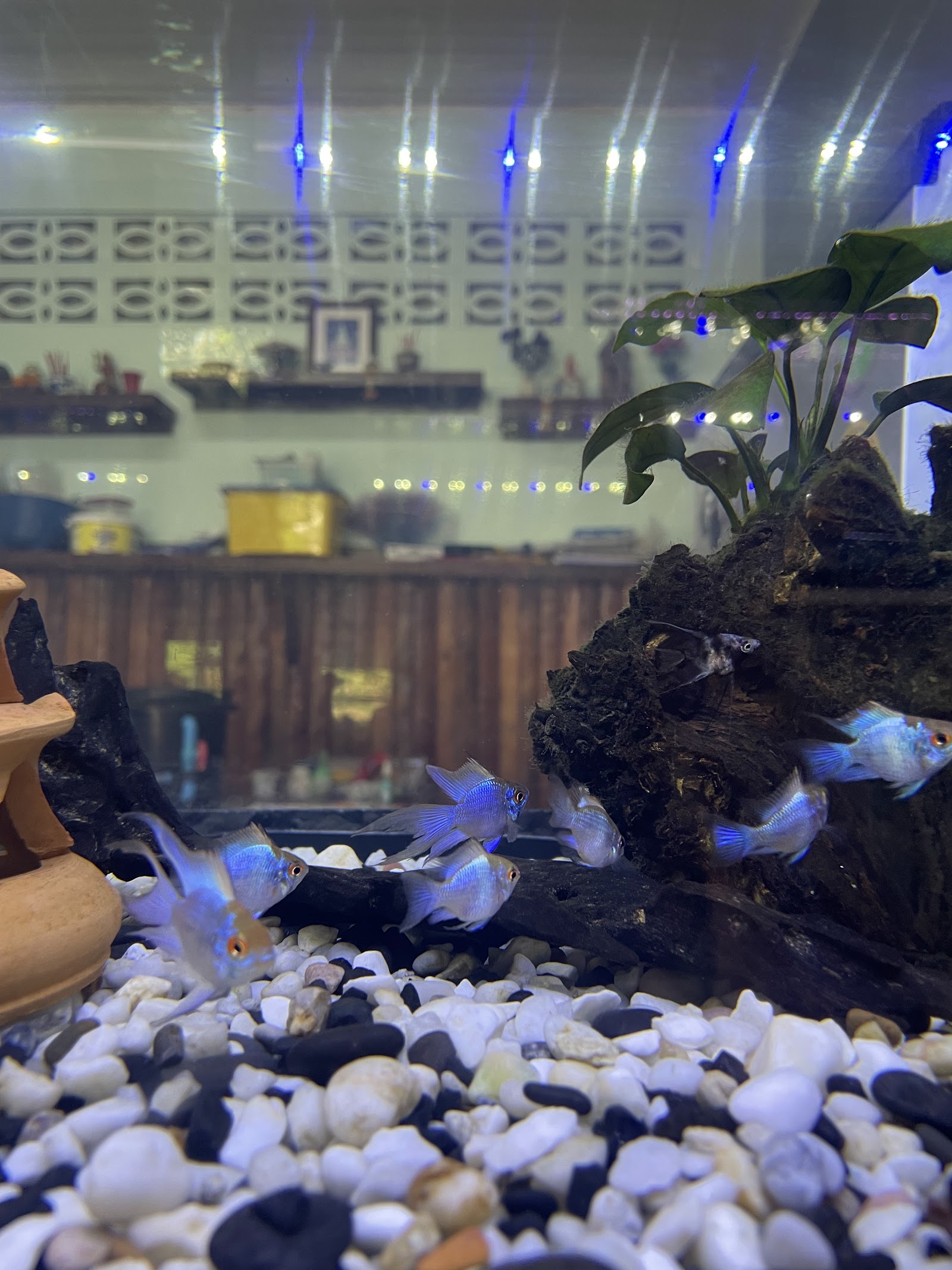 Samui Fish House