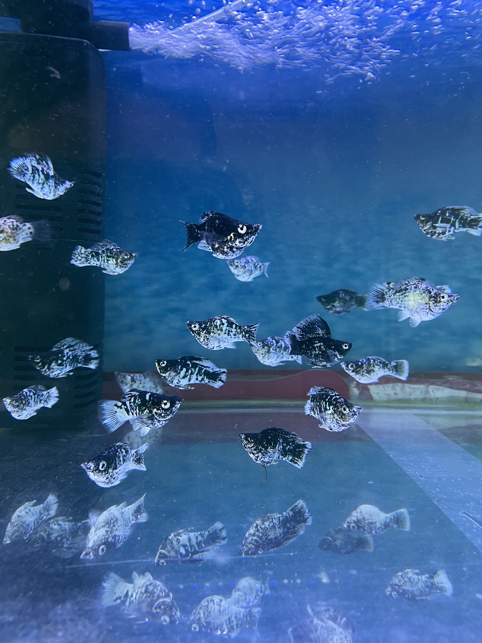Samui Fish House